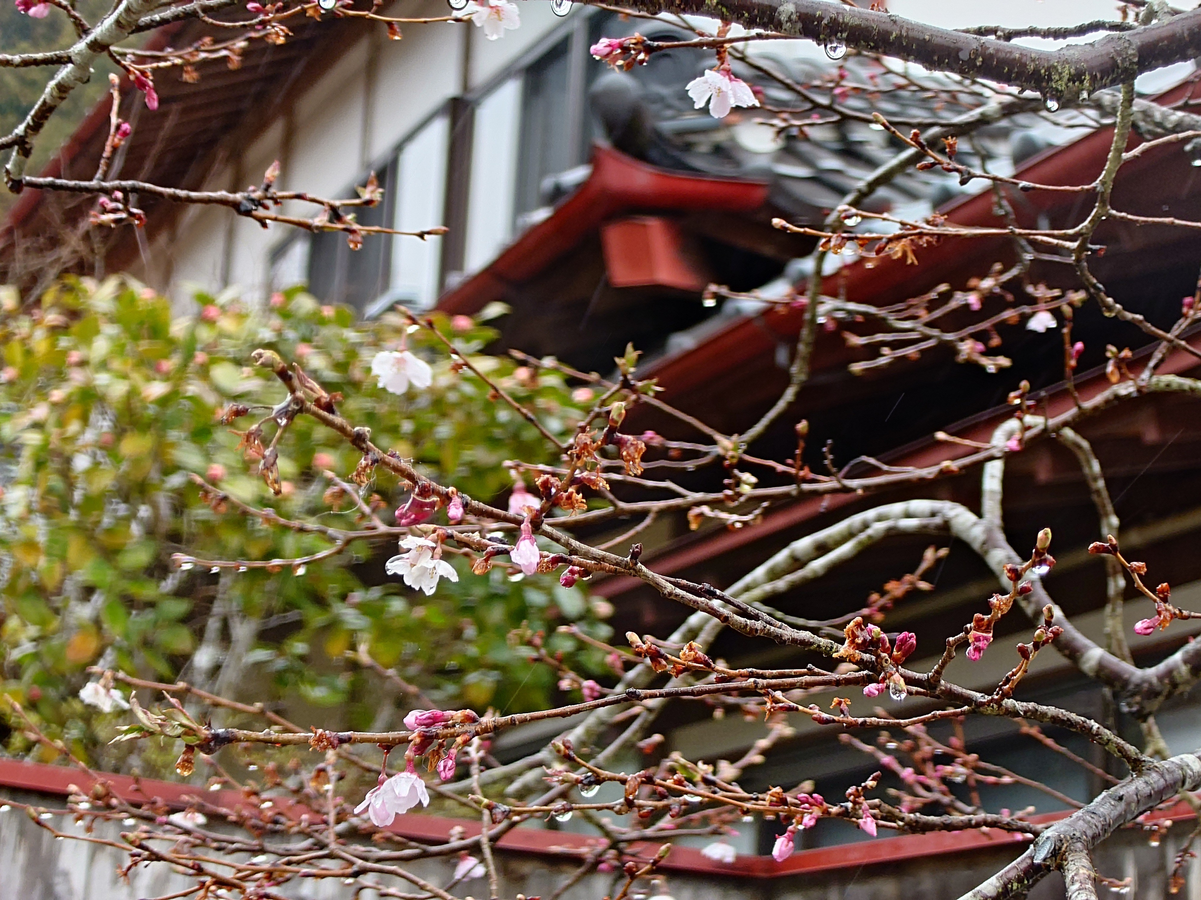 🍜🍃🔥とっしー⚡💦🌳