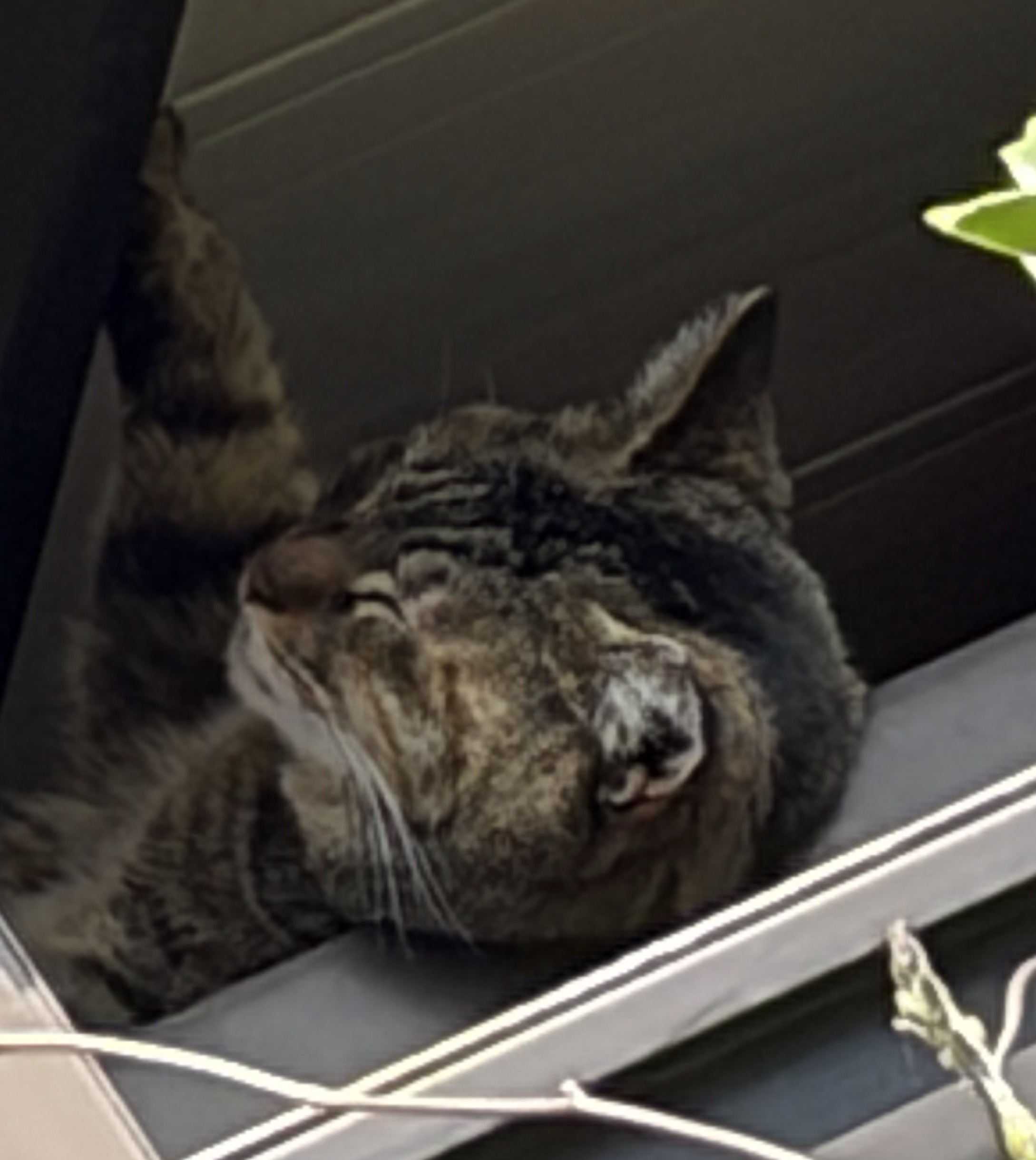 ユキτÖஐ☘︎︎