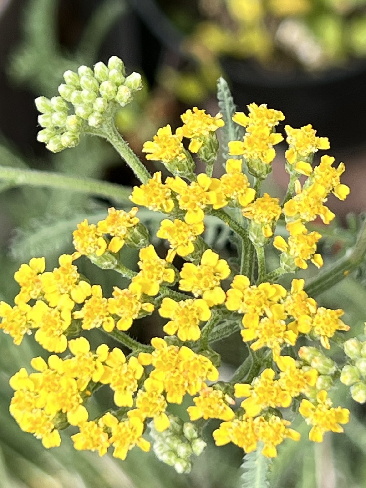 しんや＆さわぴー