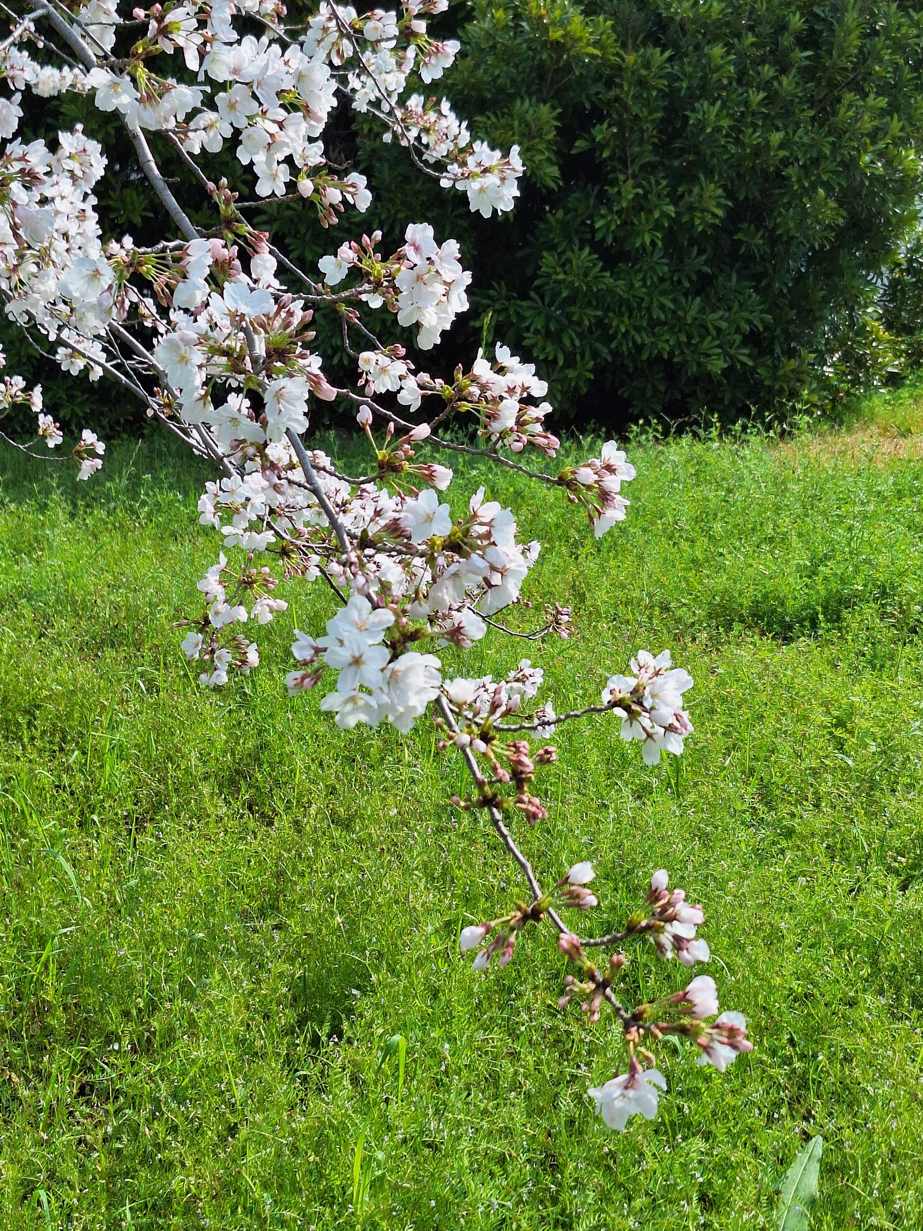 雲白〜kumosiro〜