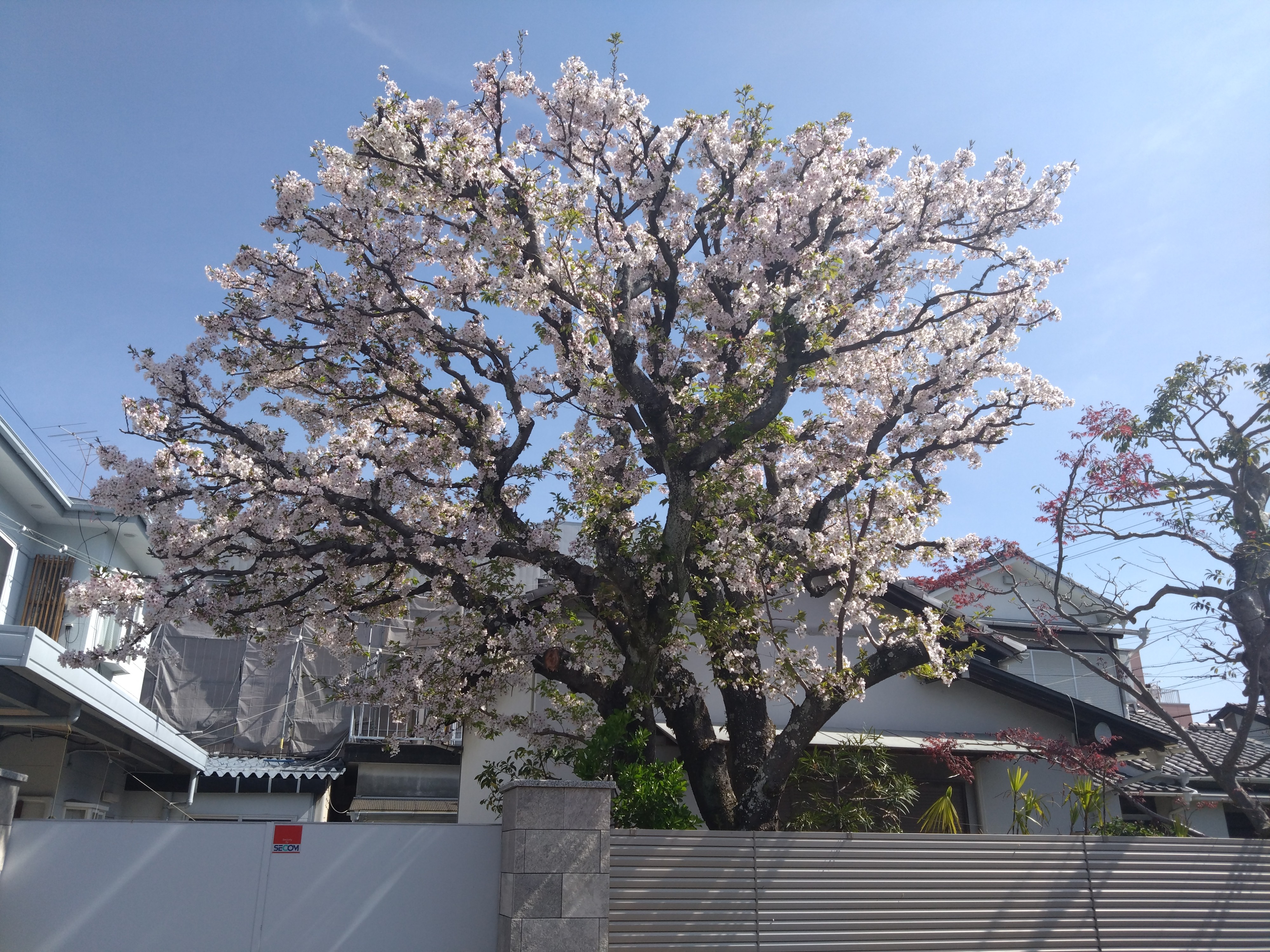 しんや＆さわぴー