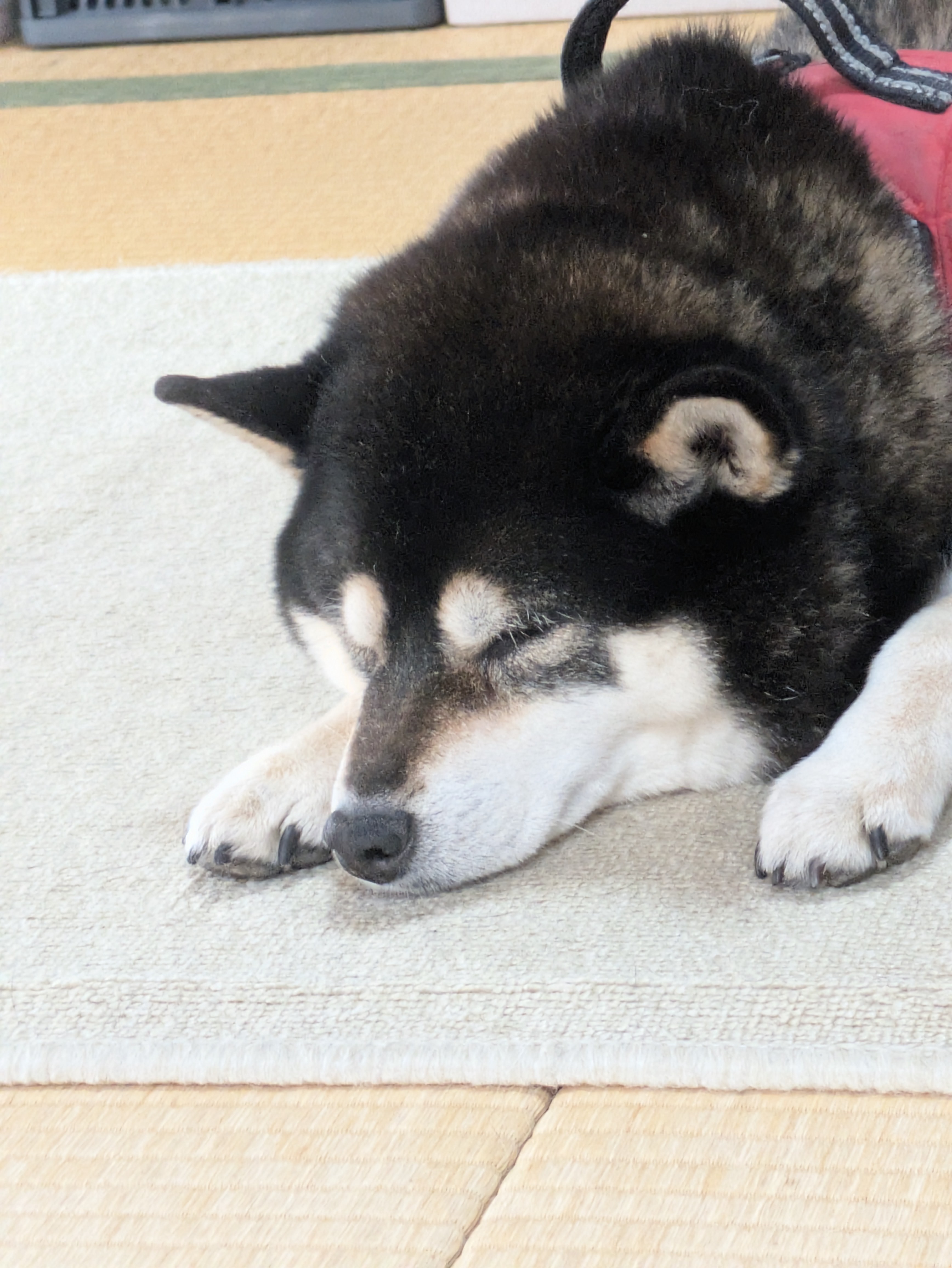 TARAKO🍫 ☊((｡-`ω-)