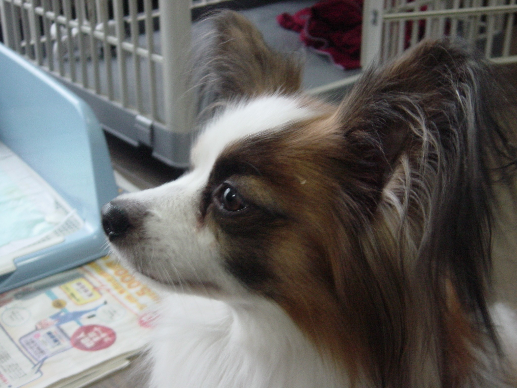 🐶ⁿ²nobupi💎🌙