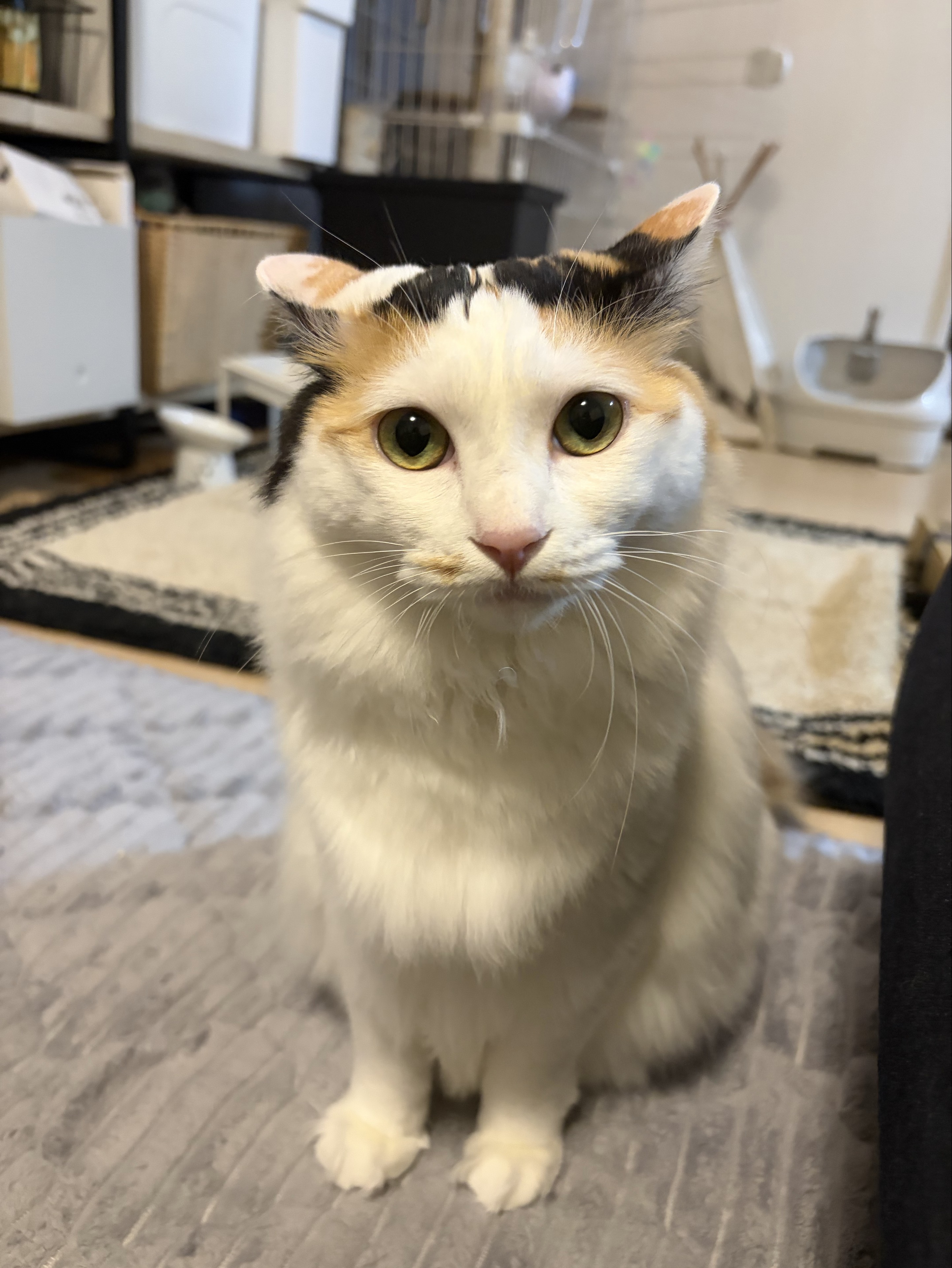 ま る こ ま 🦭⸒⸒@恐竜ハンター🦖🌾