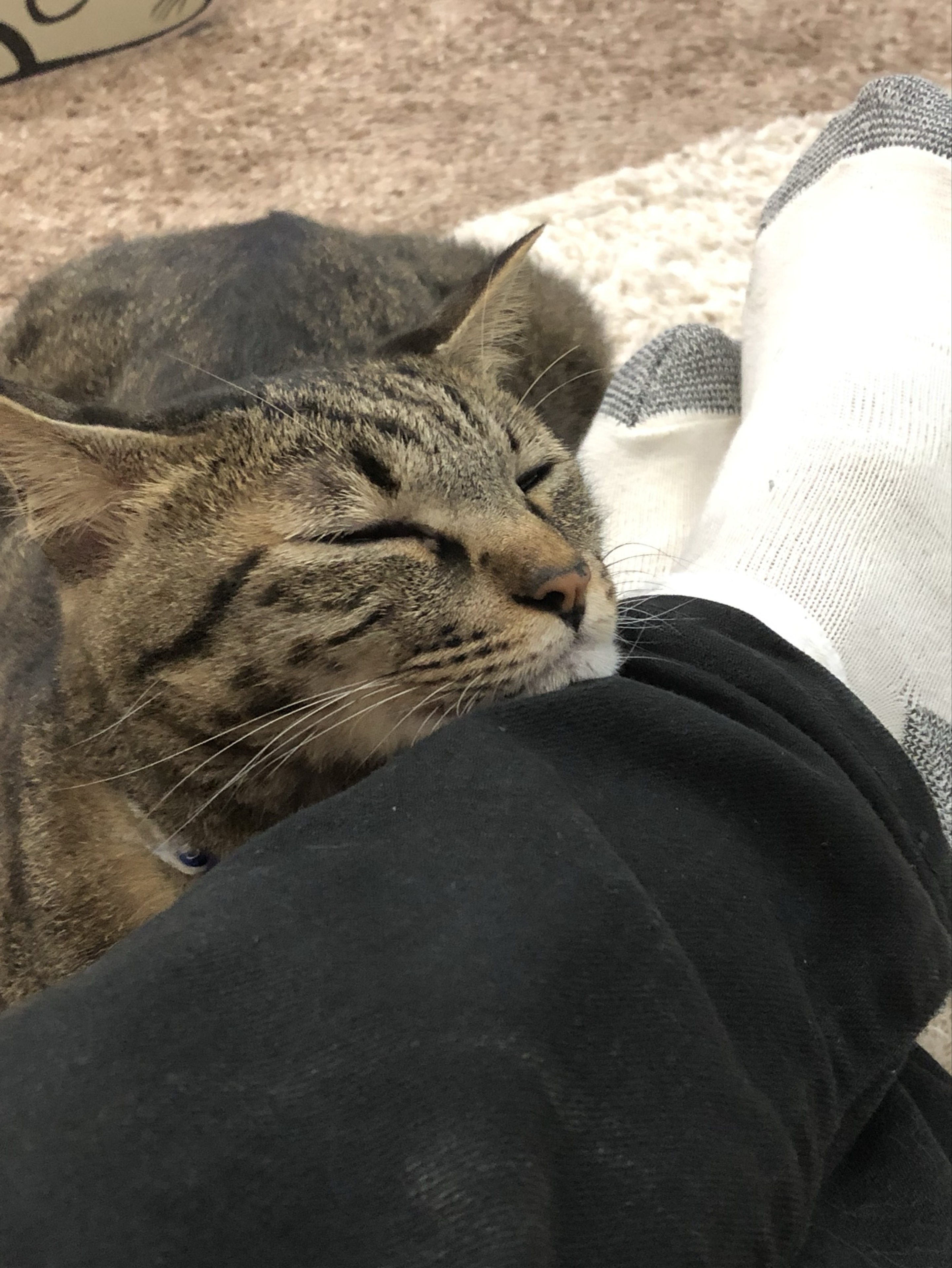 🫒D判定ぎぶそん🌸