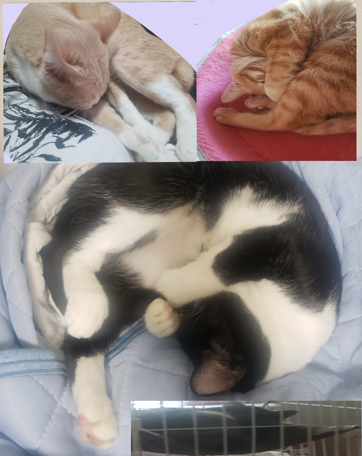 休須↓(^_   ̫  _ ̥ ^)੭