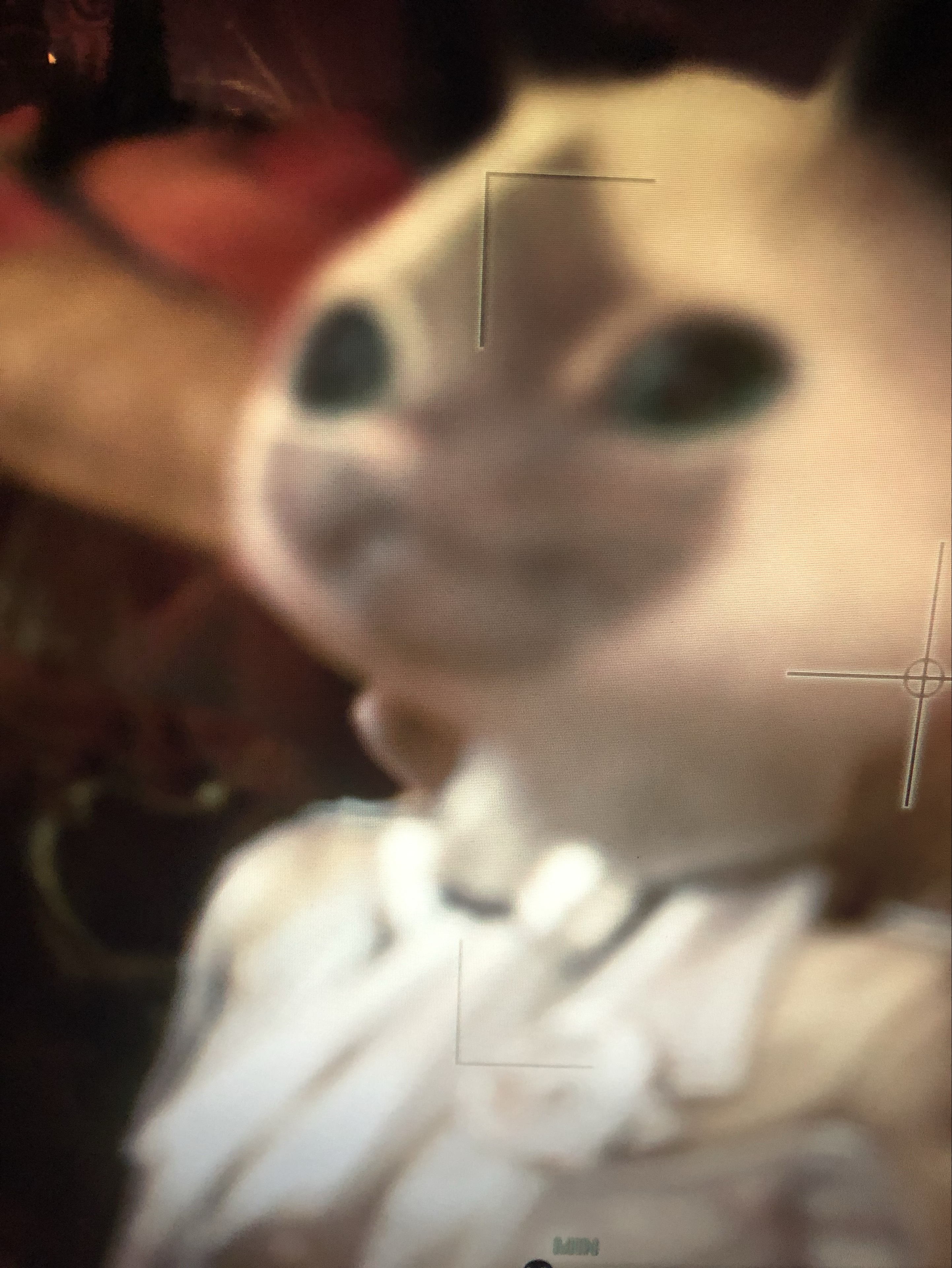 ゆーらん