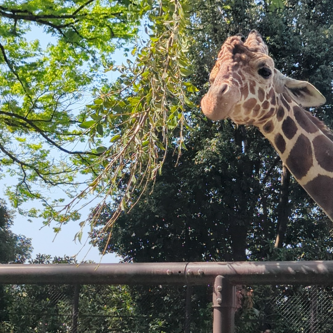 ㋖き  り  ん     ︎  ︎ 🦒