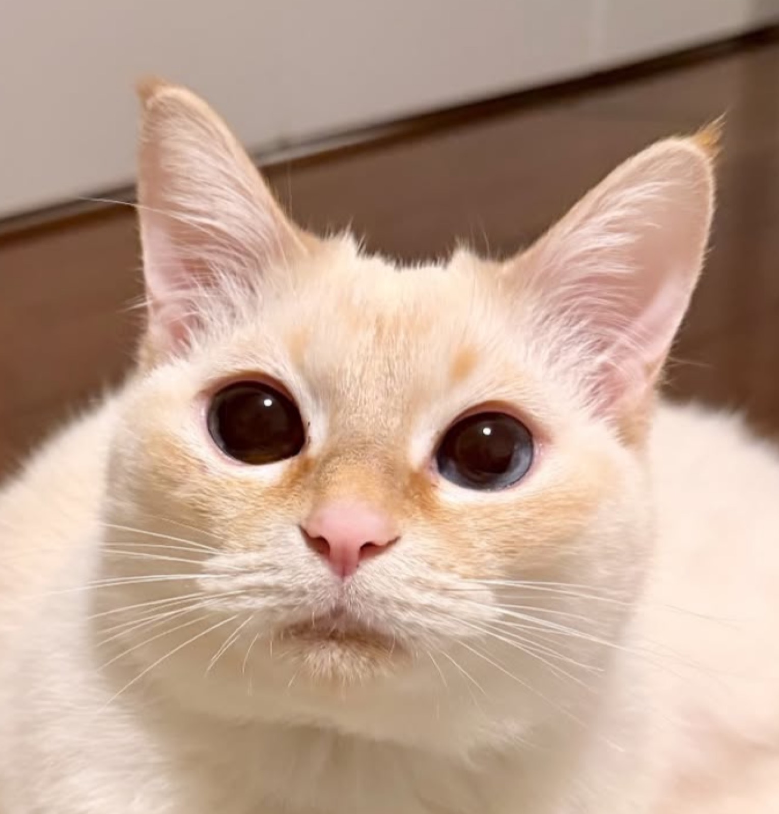 ましろさあああん