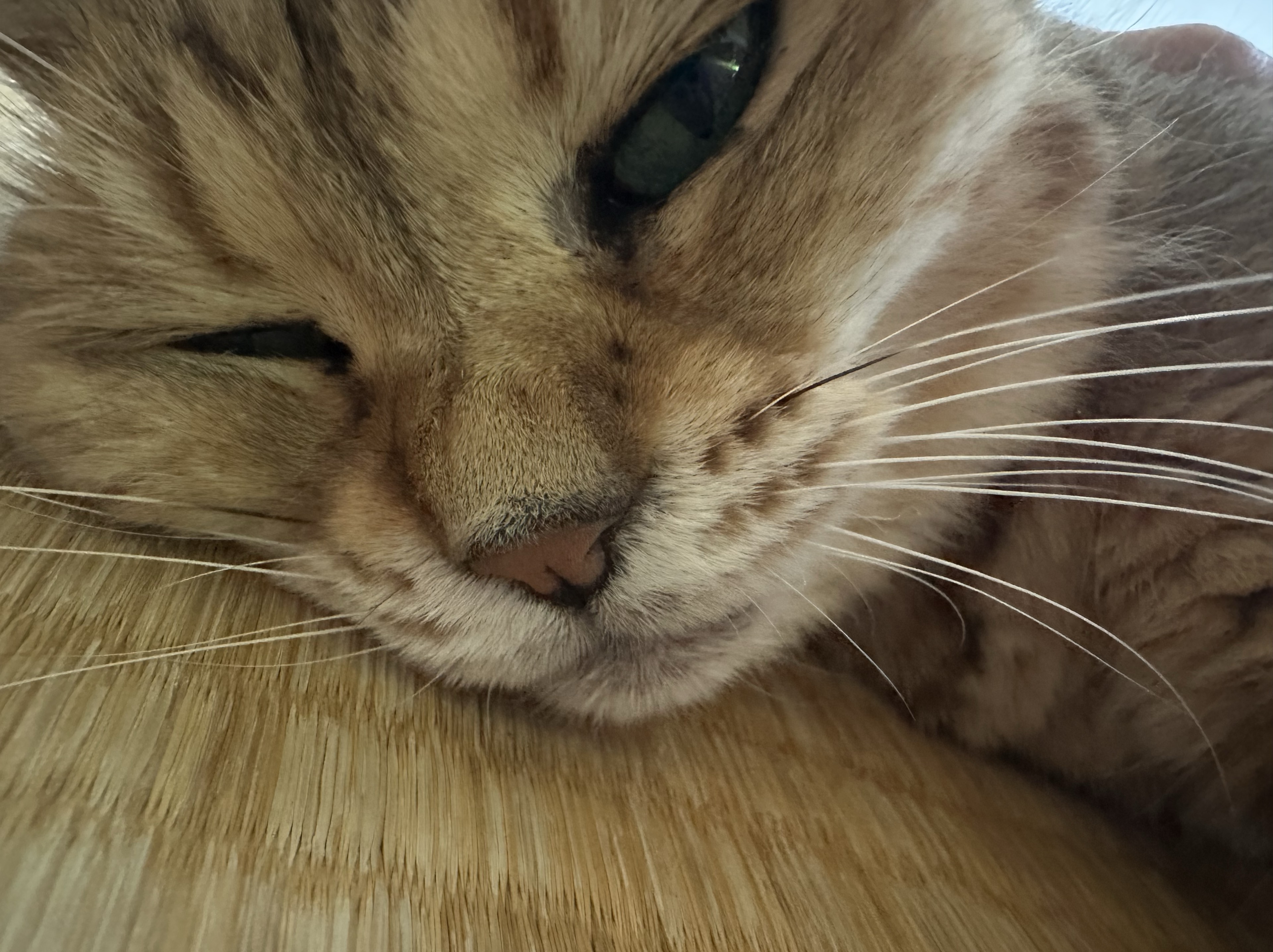 ほるん