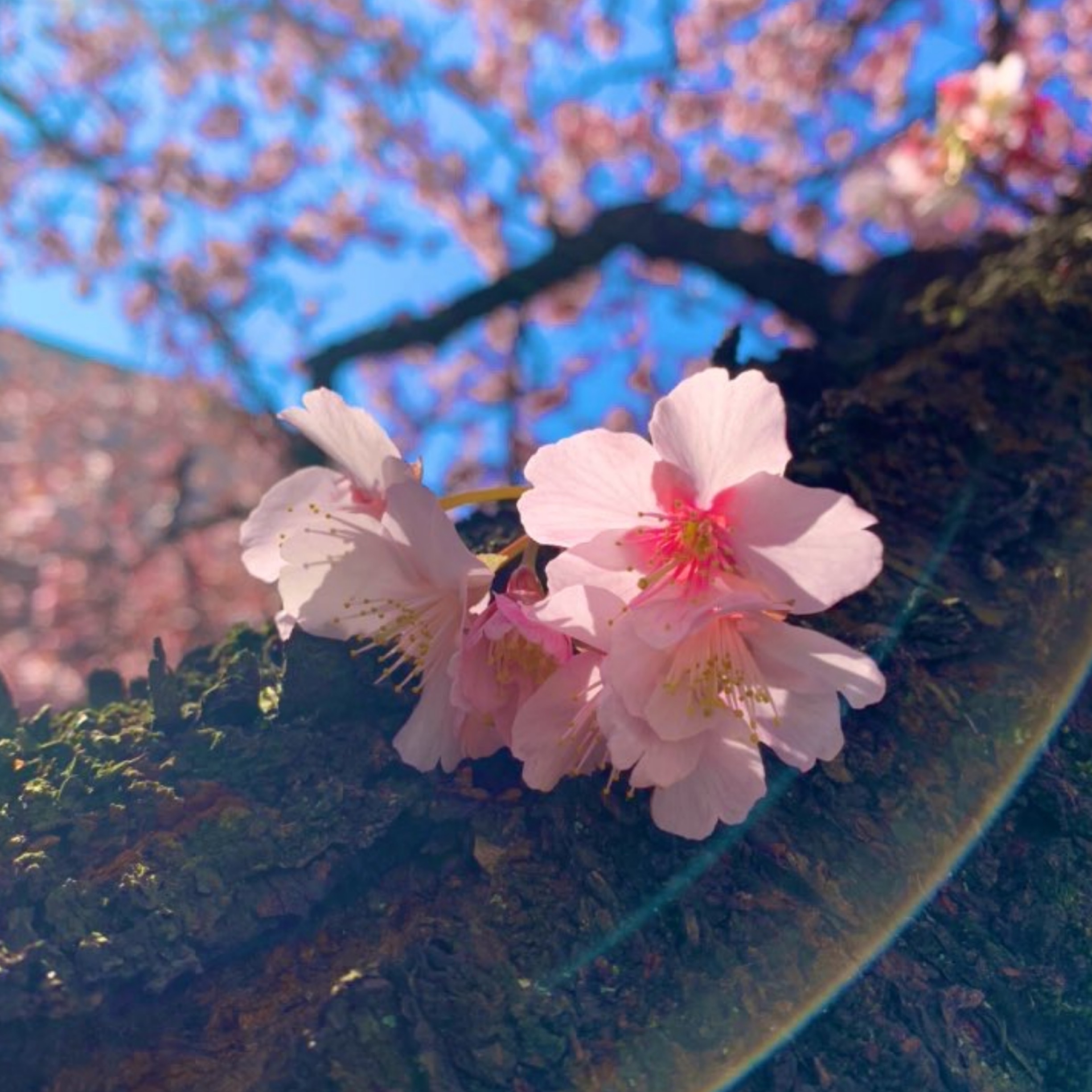 桜雪