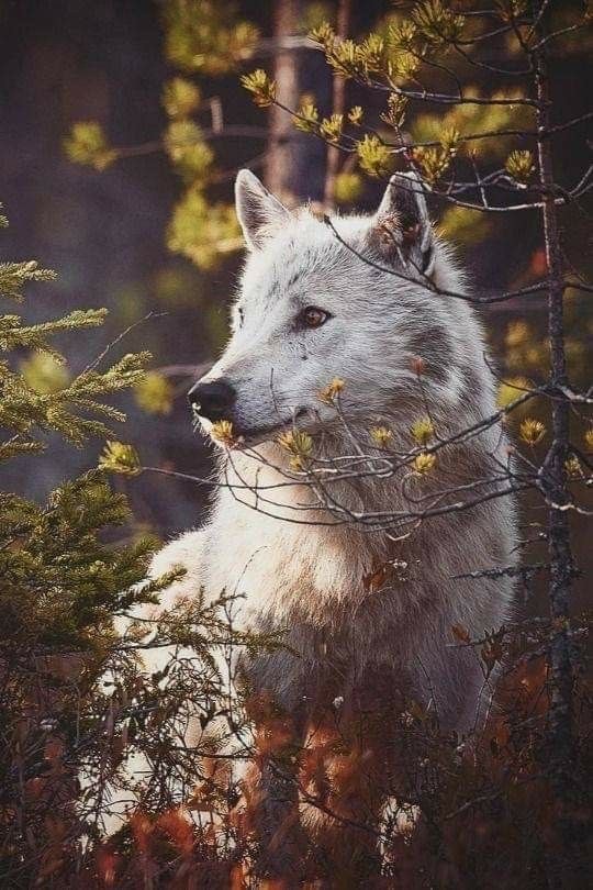 ✵🐺佐藤 悠