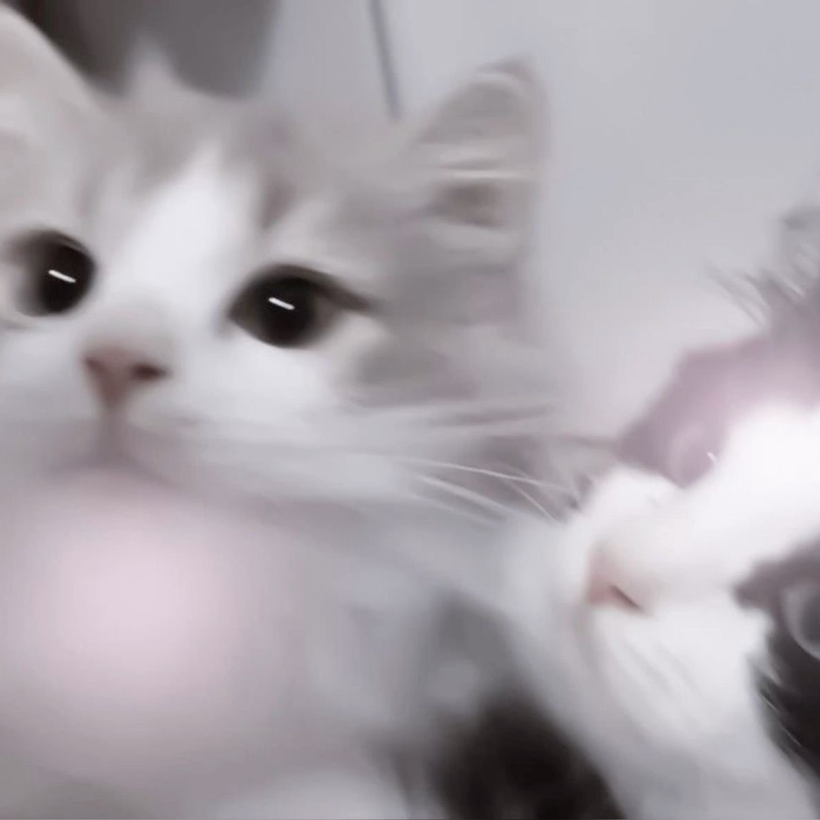 ねこ