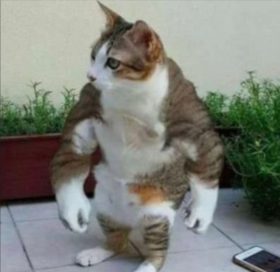 🐱猫無双🐱51