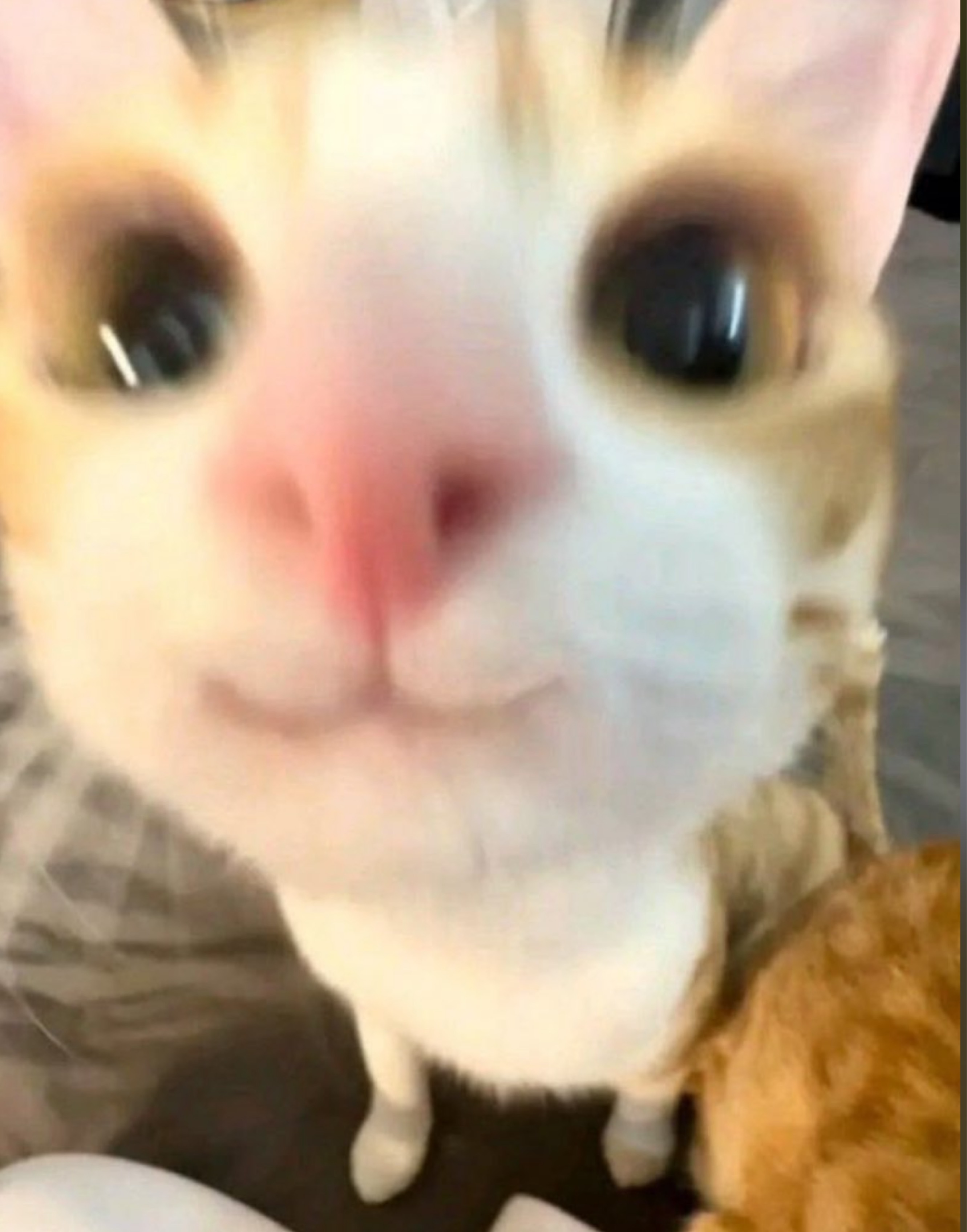 ゆゆゆ