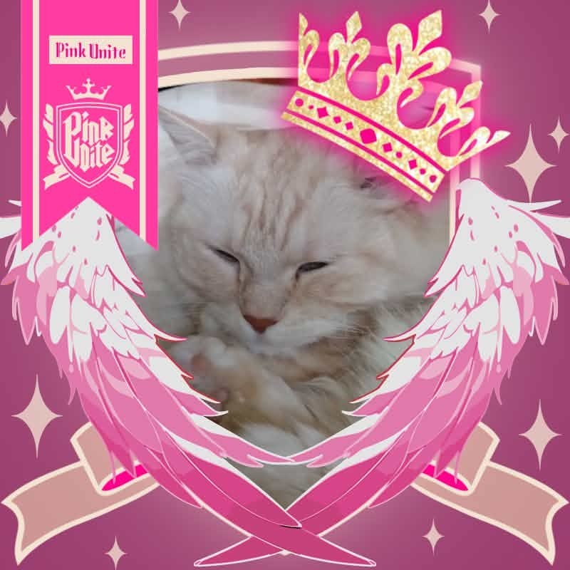 ‪🫧𝓚☘︎︎きなこ⁎✧⡱🩷