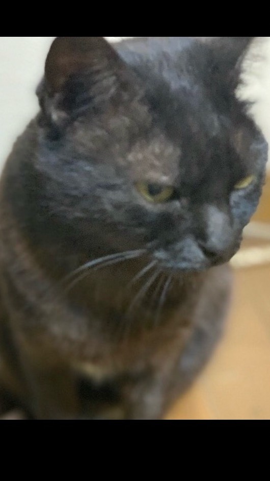 しょうや