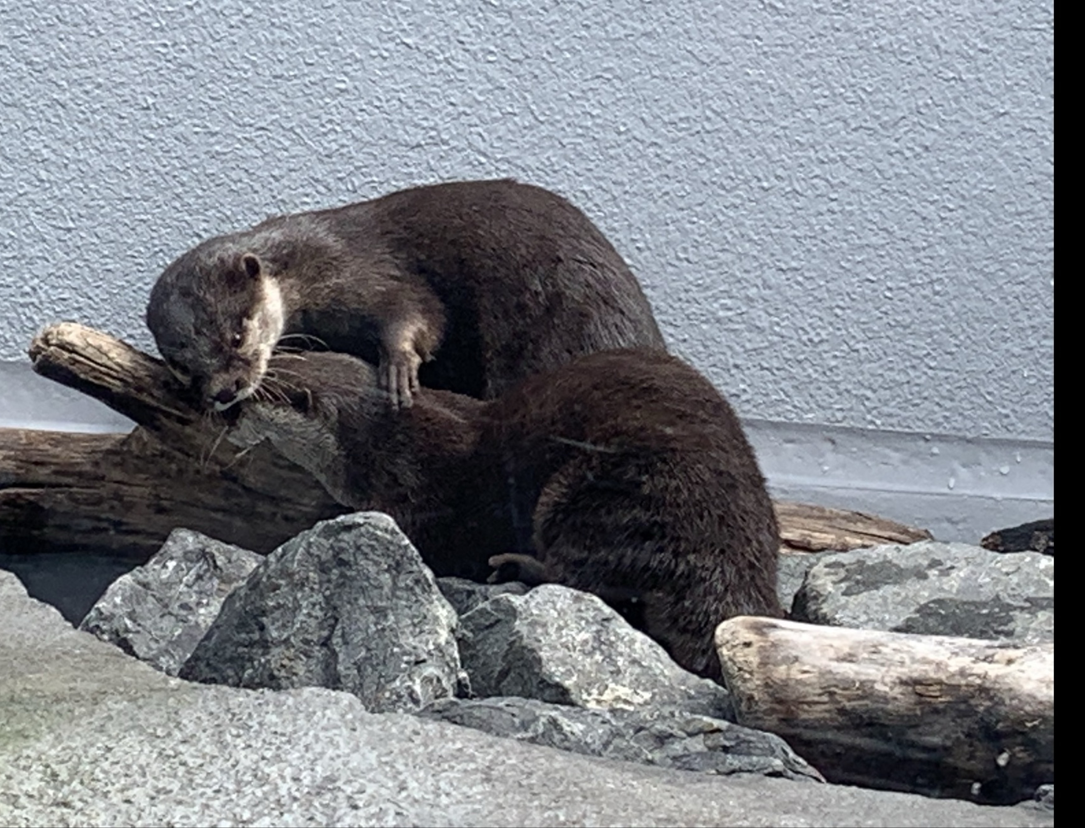 はぁる。