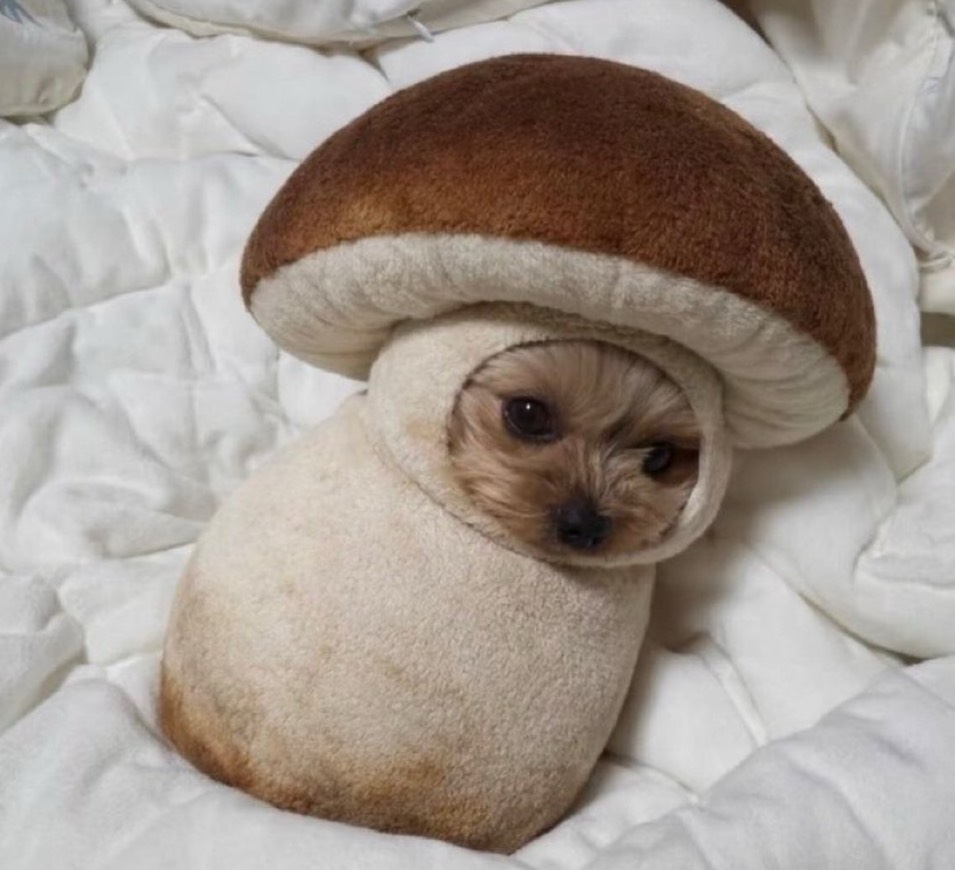 ₐᵣᵤ