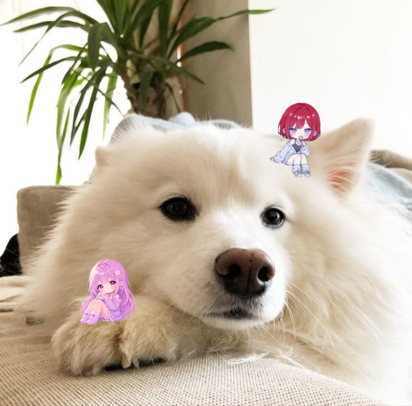 わんちゃん❁¨̮⚓︎ᵘ˷ⁿᵕ̈ꕤ꒰ঌ𓎨