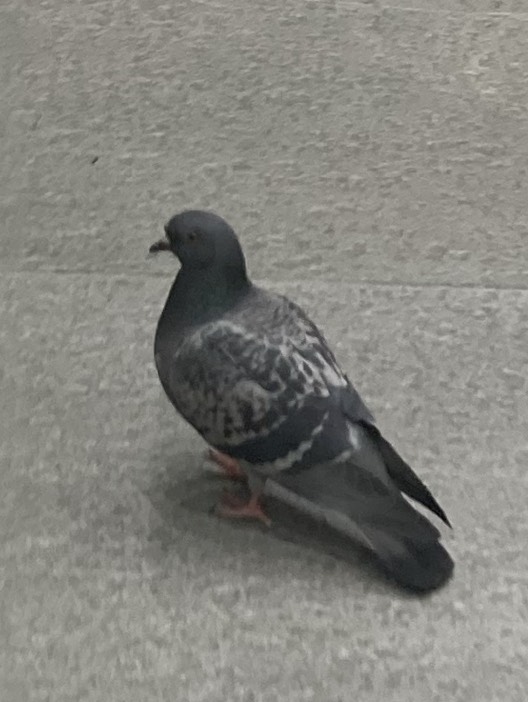 鳴り止まないガラガラへび