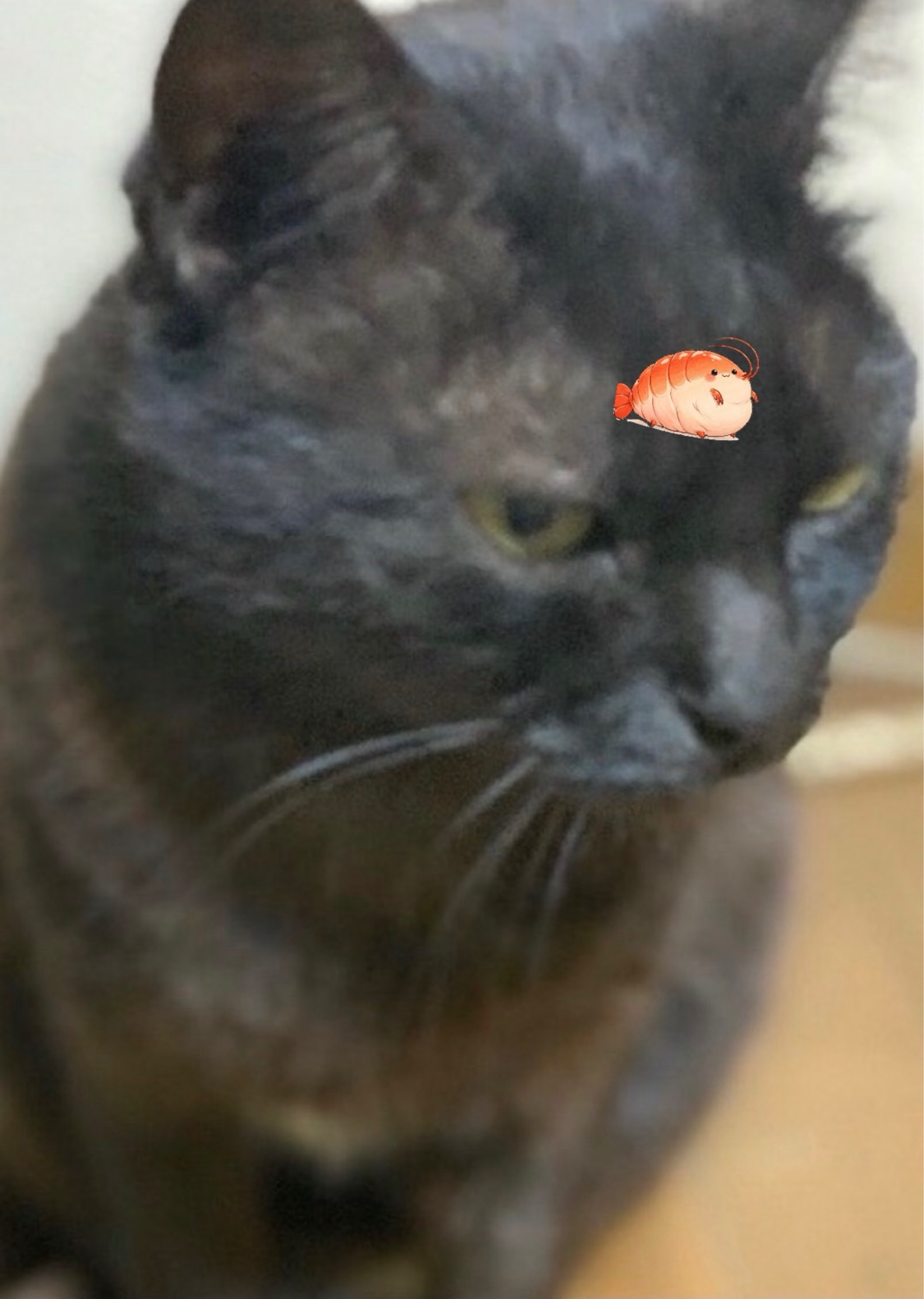 ブラックキャット