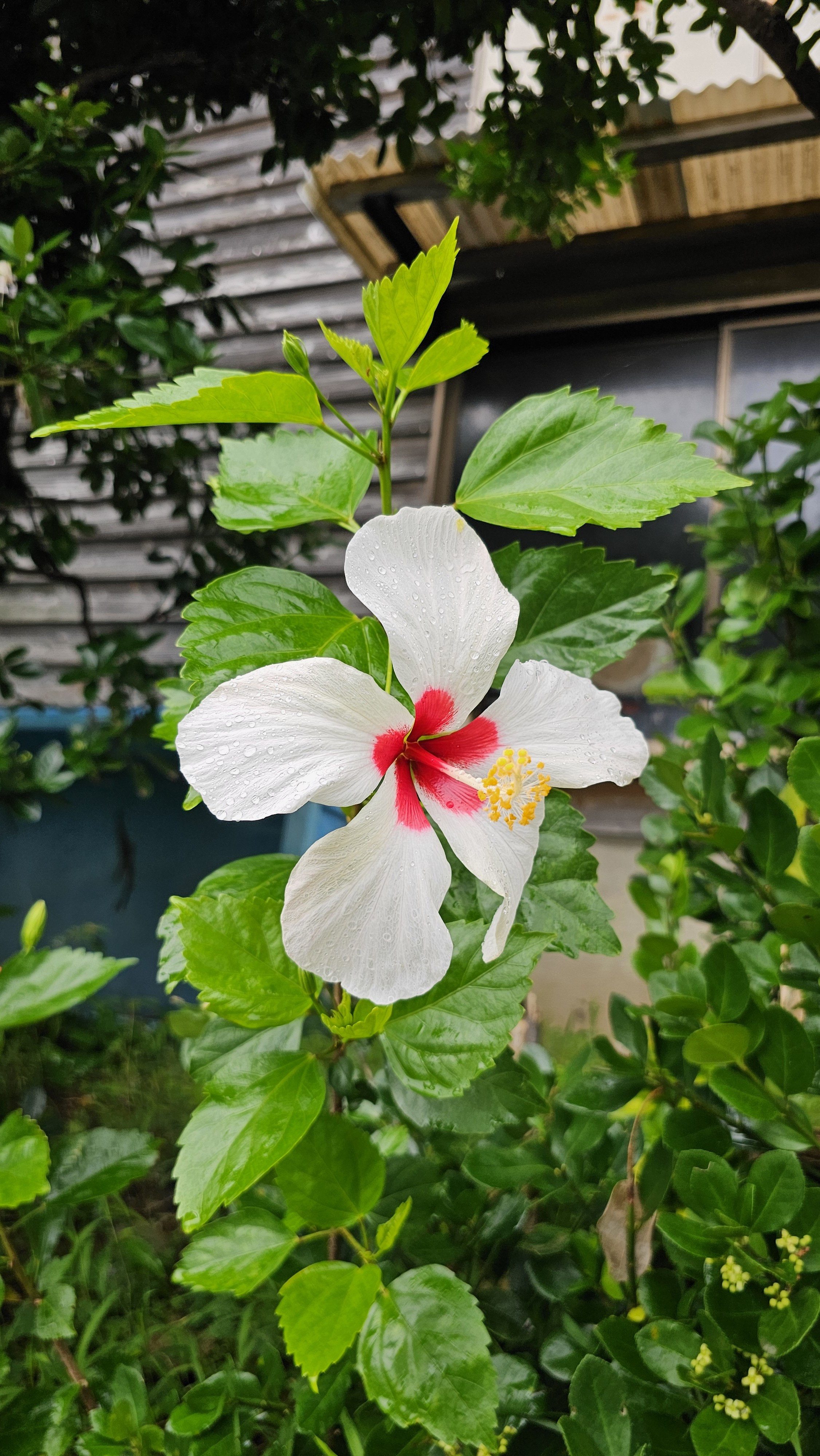 🌺*はぶ‪( ꇐ₃ꇐ )*