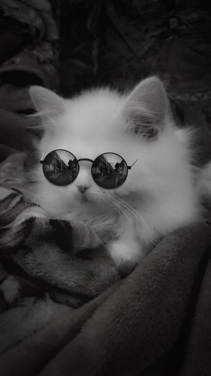 猫逢-Nea-
