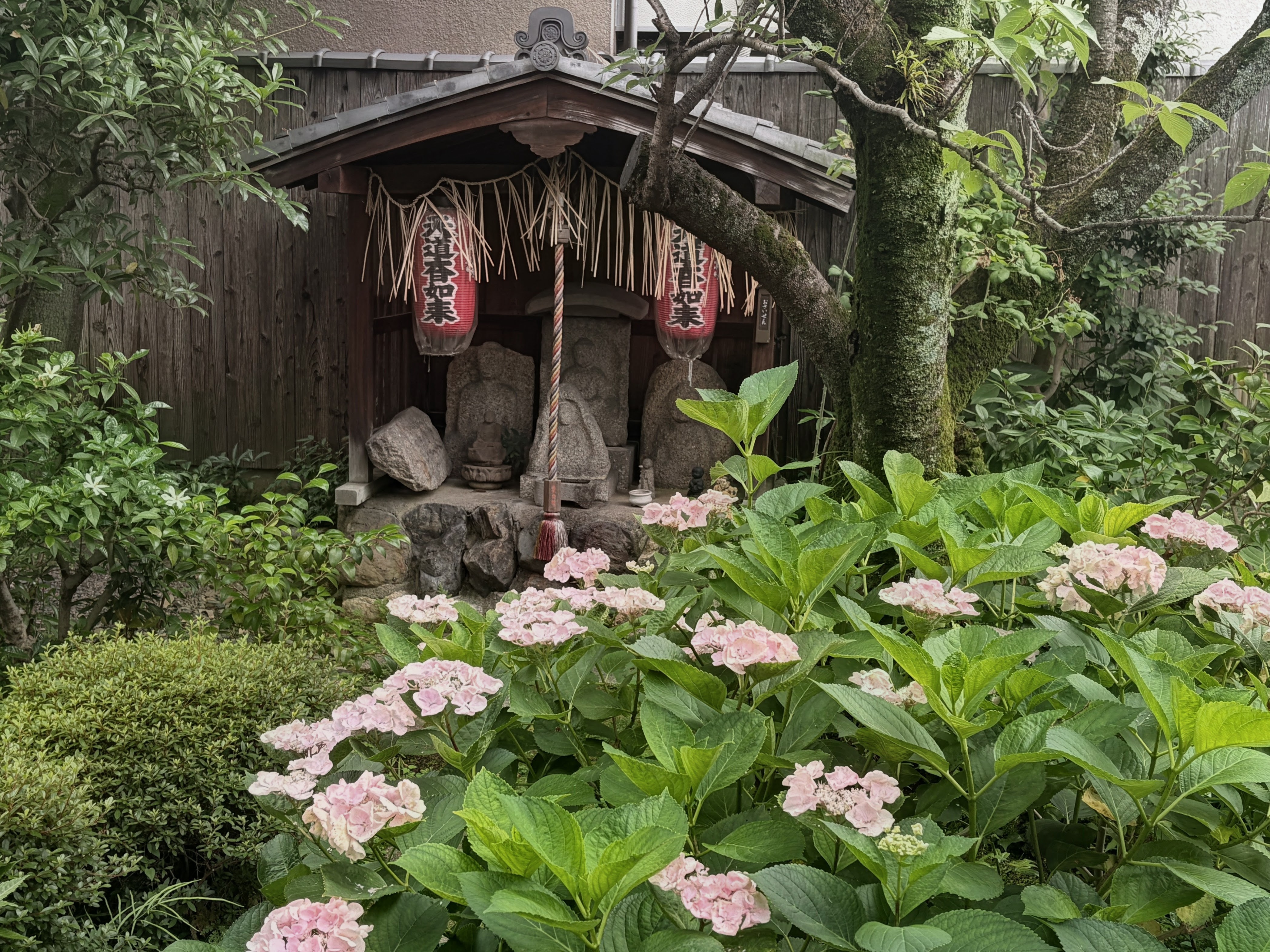 花浅葱＠HOME