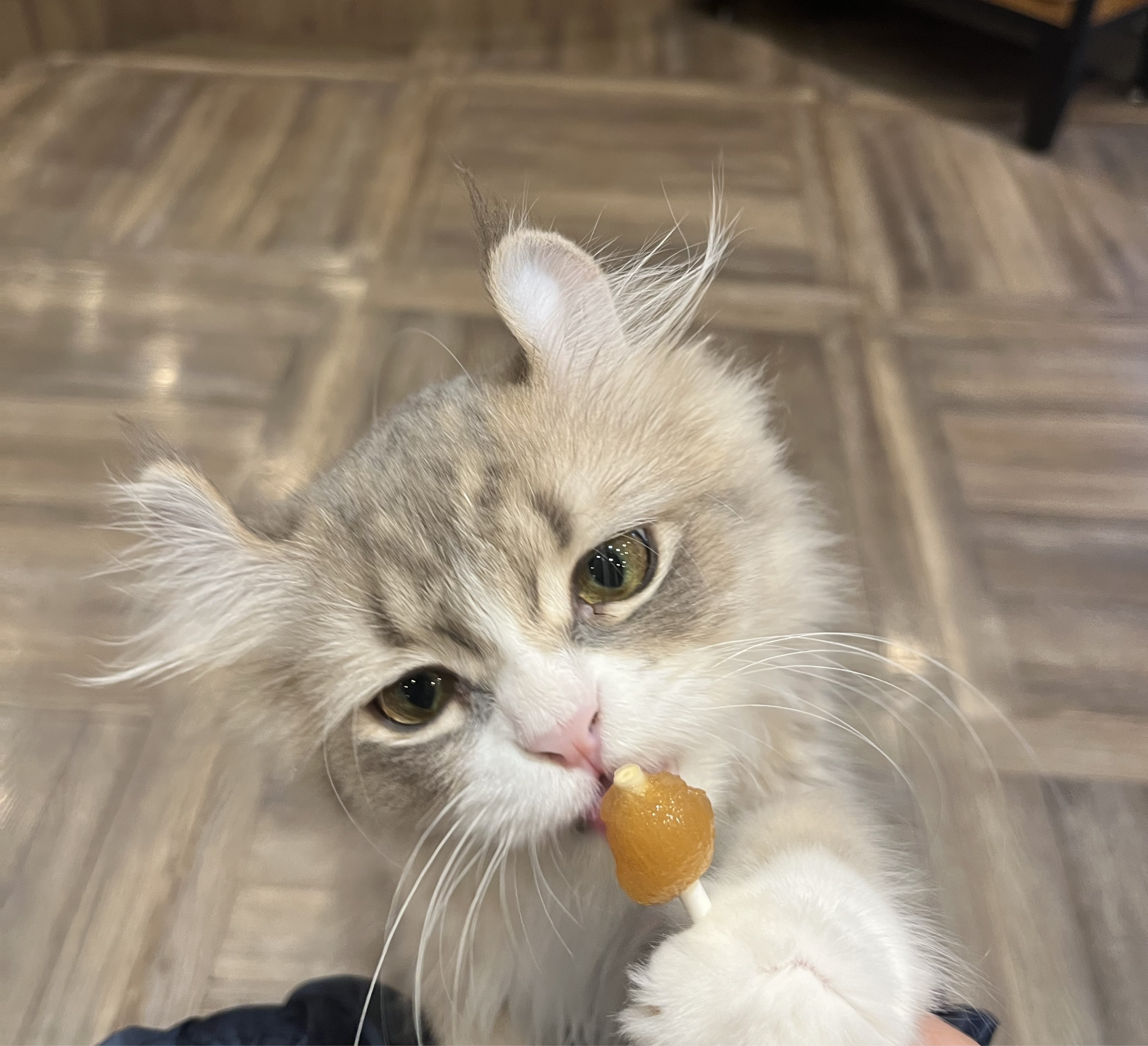 あさ