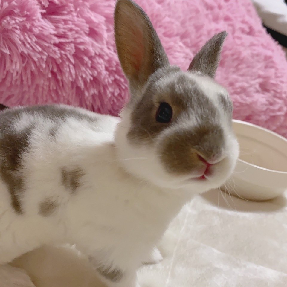 ふう