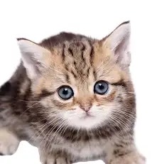 wゅ