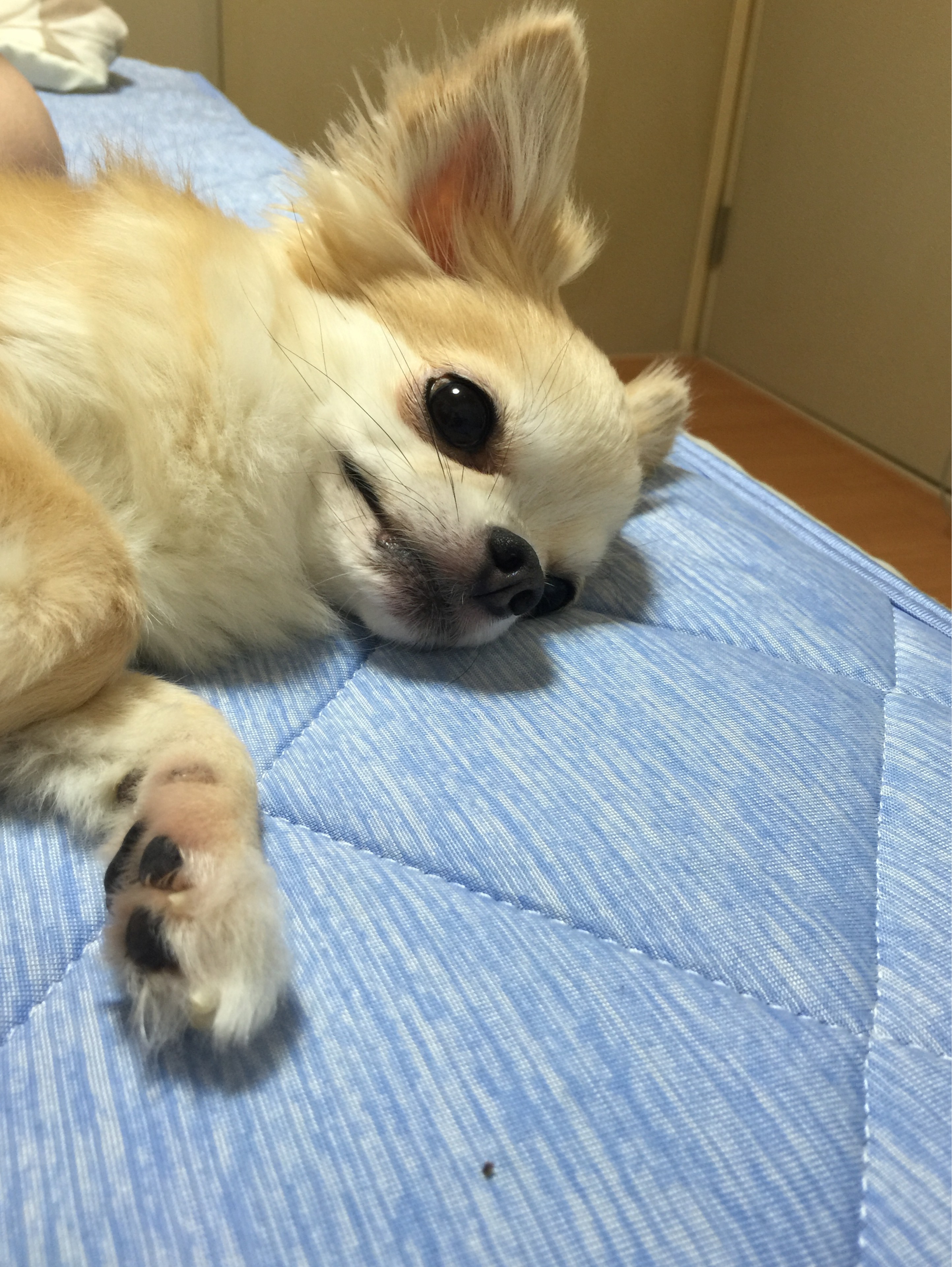 ₈₆˙ᴥ˙ 86ちわわ