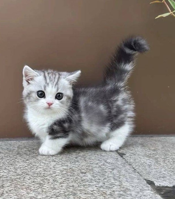 🐾踊り猫‎♪