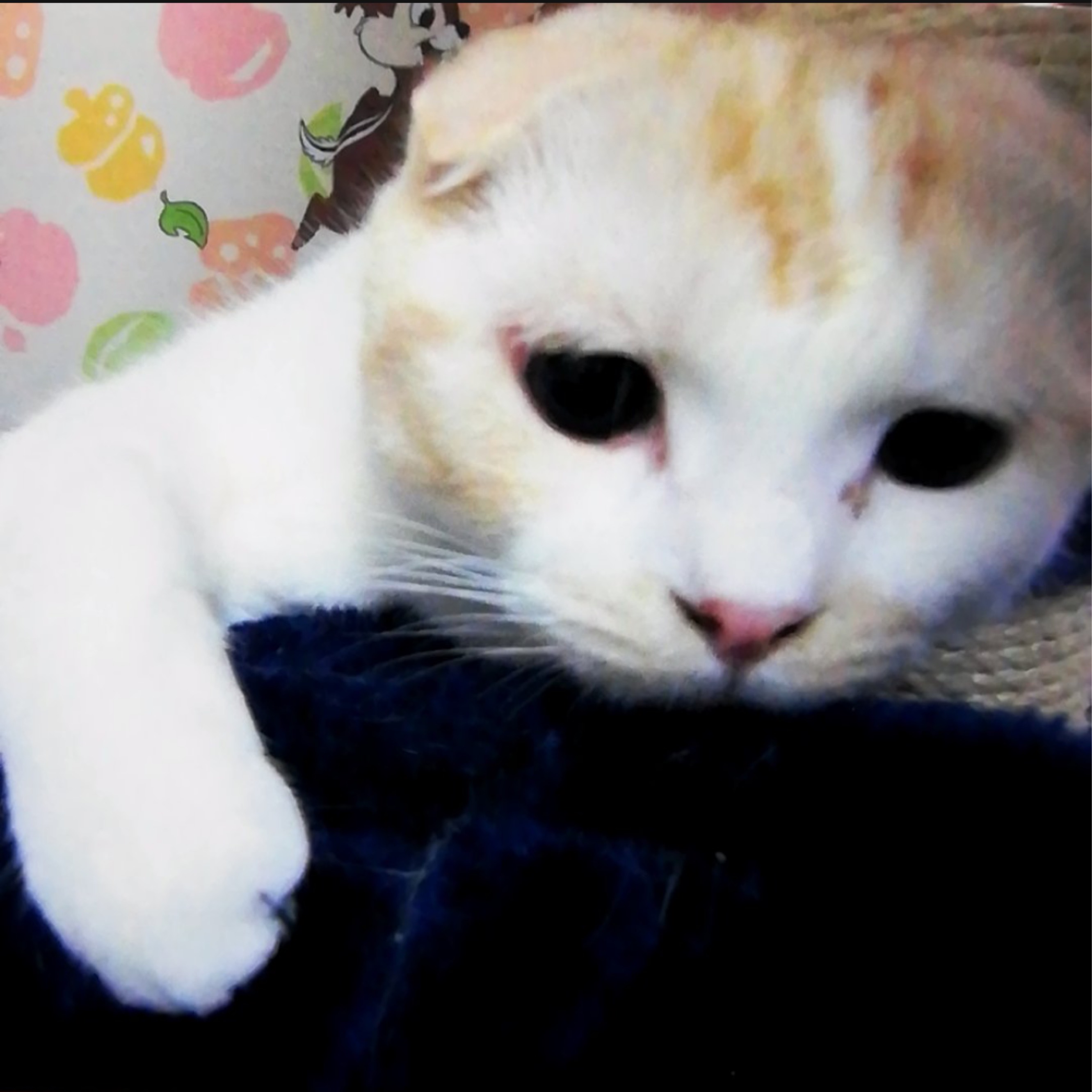 しなもち🐾