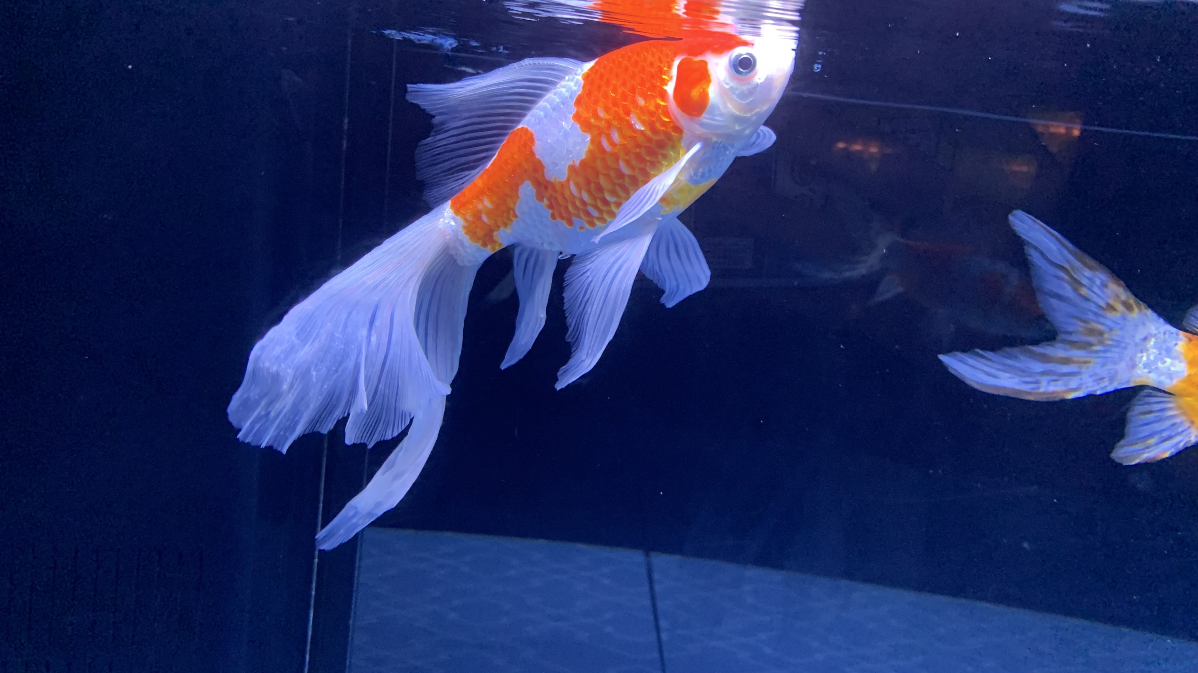 だいき