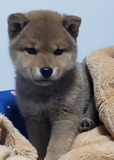 ホムえもん