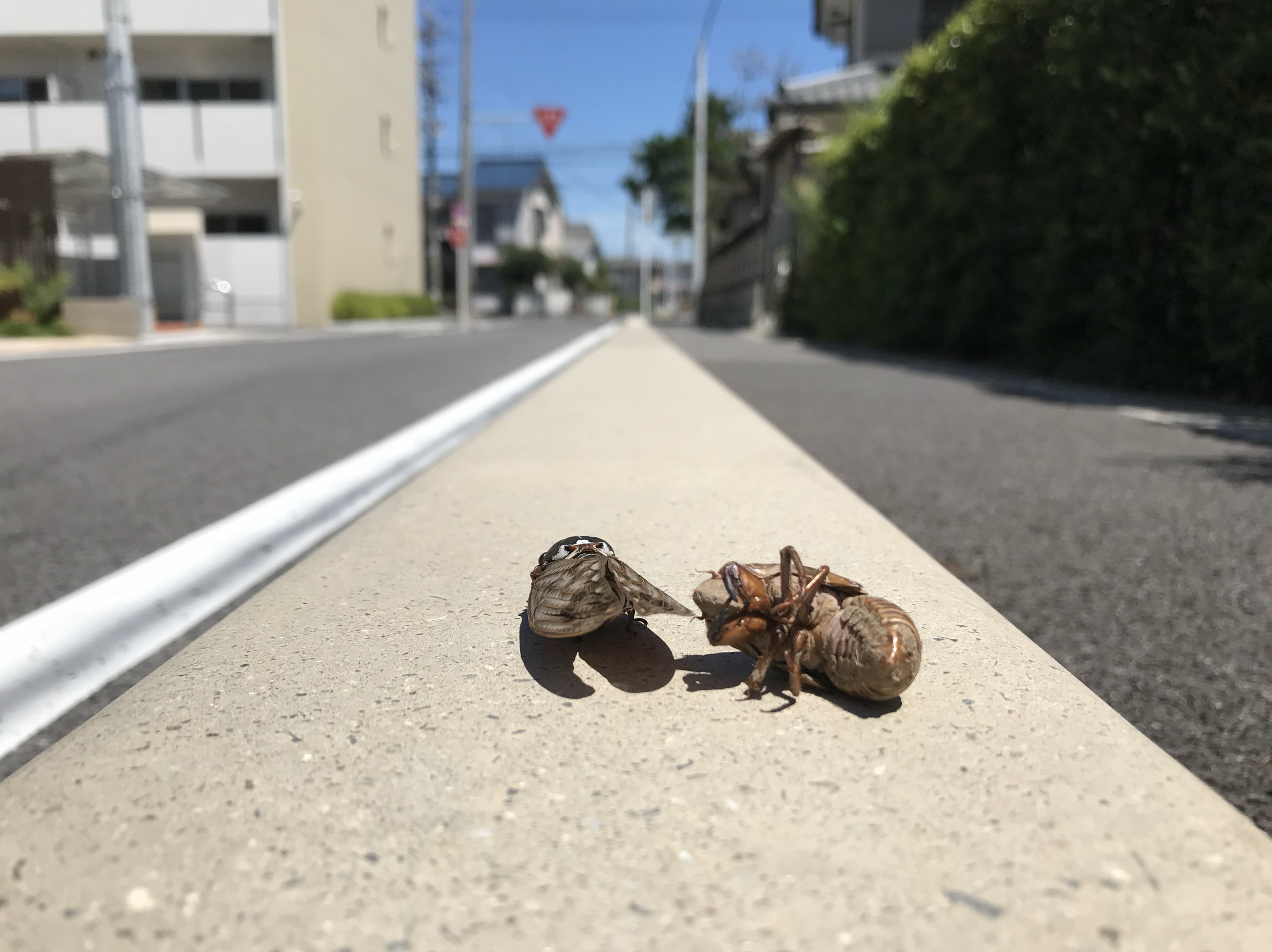 広報加藤