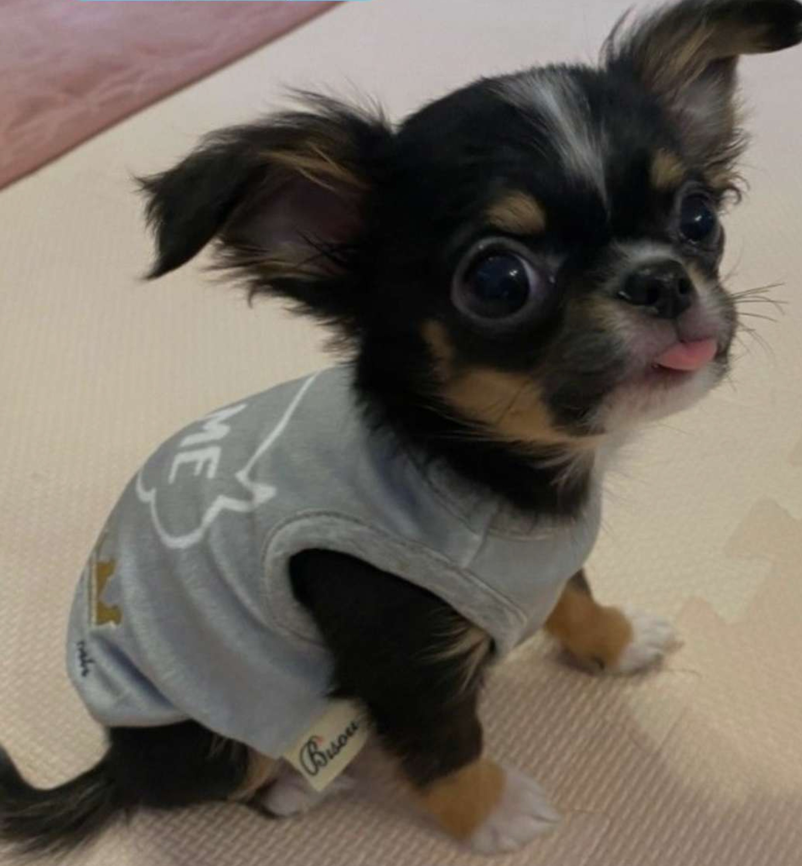 わんこ