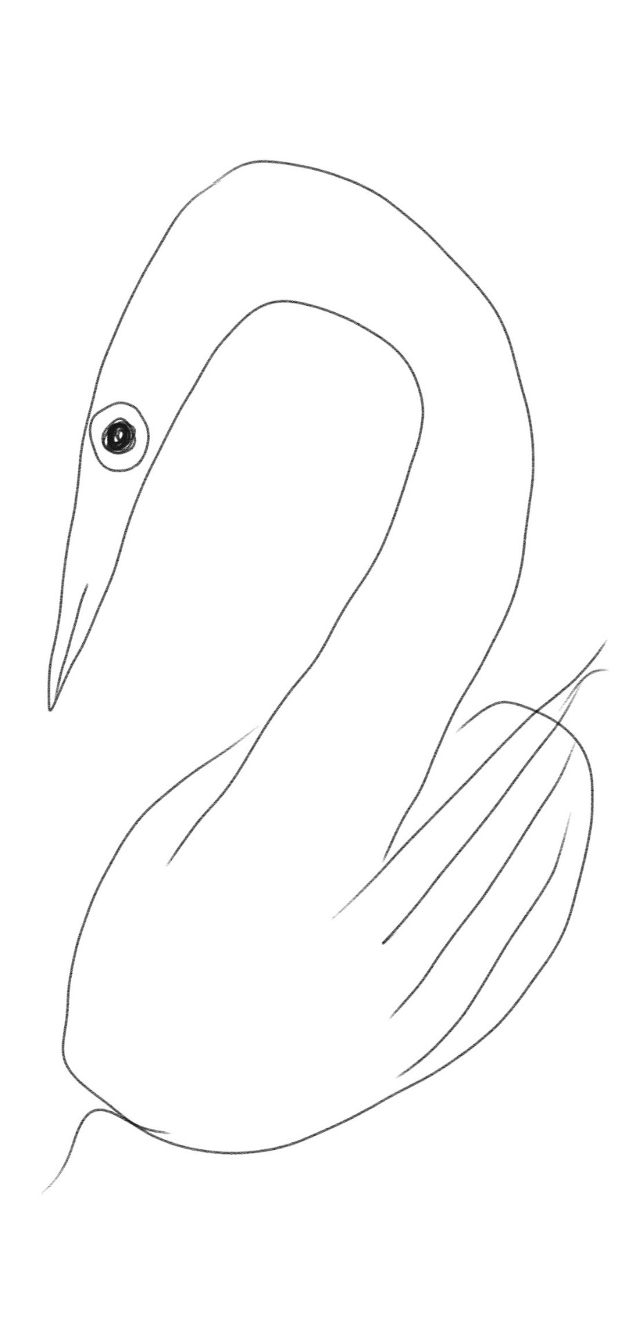 ちりぬるʏᶻ