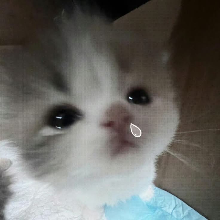 ᴍɪᴀ.