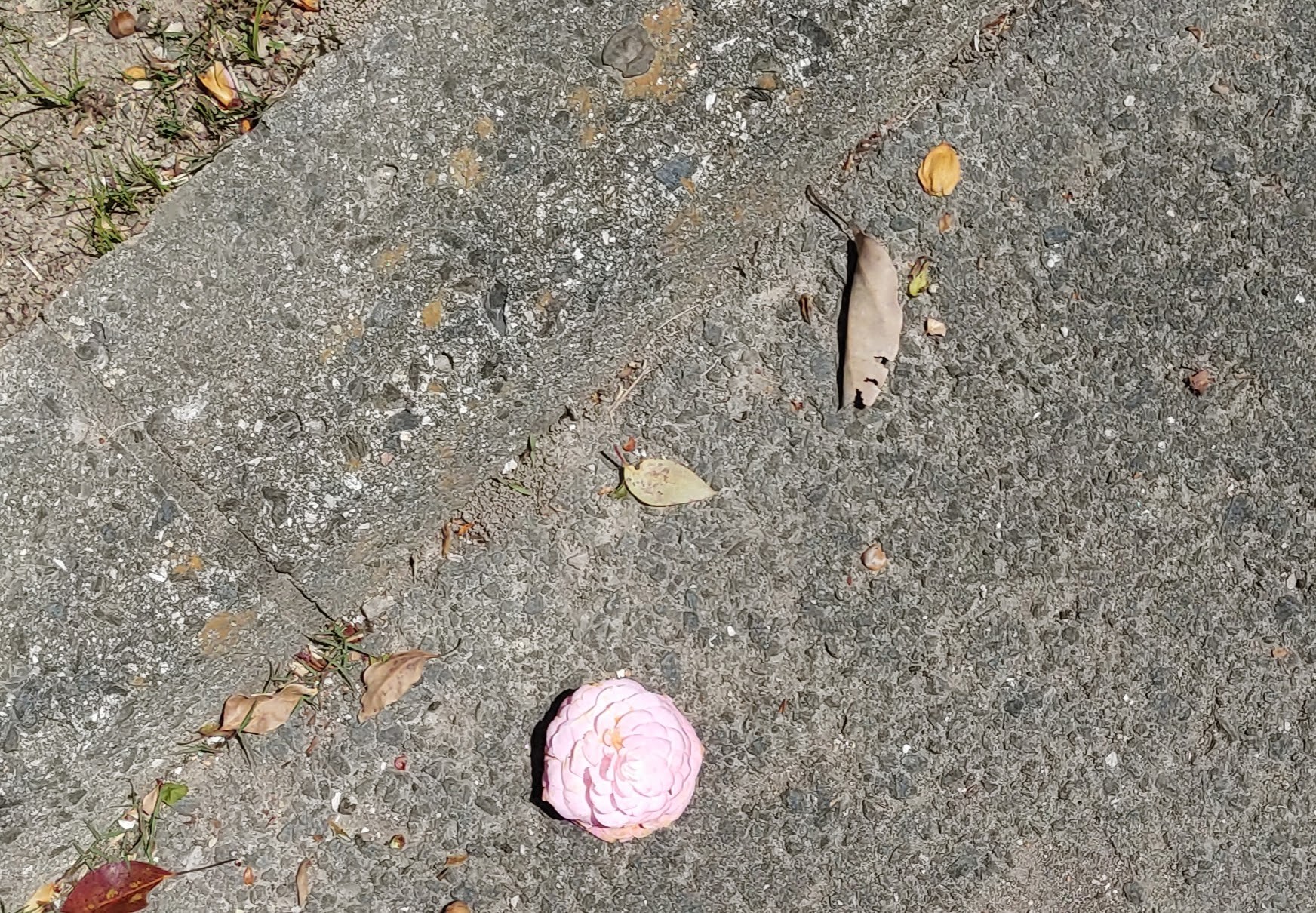 新-さら-