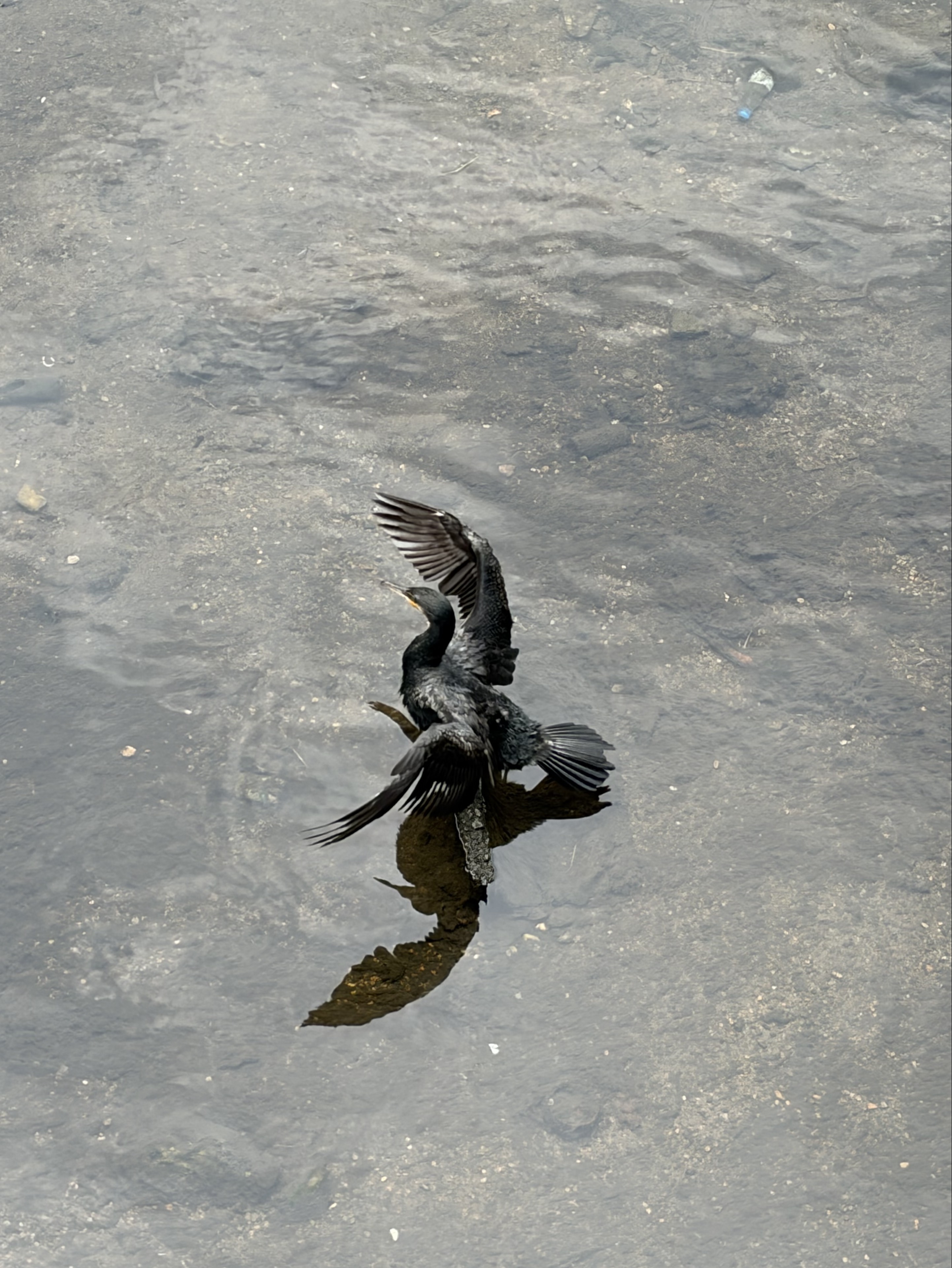 𓃗瑪瑙メノン𓃗