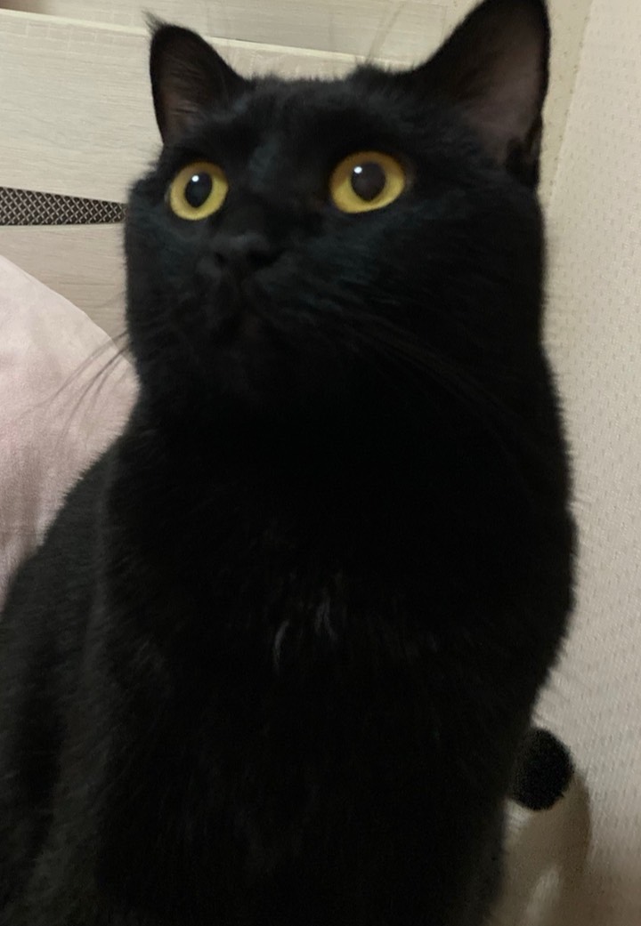 にゃんきち
