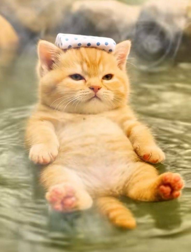 🐾踊り猫‎♪
