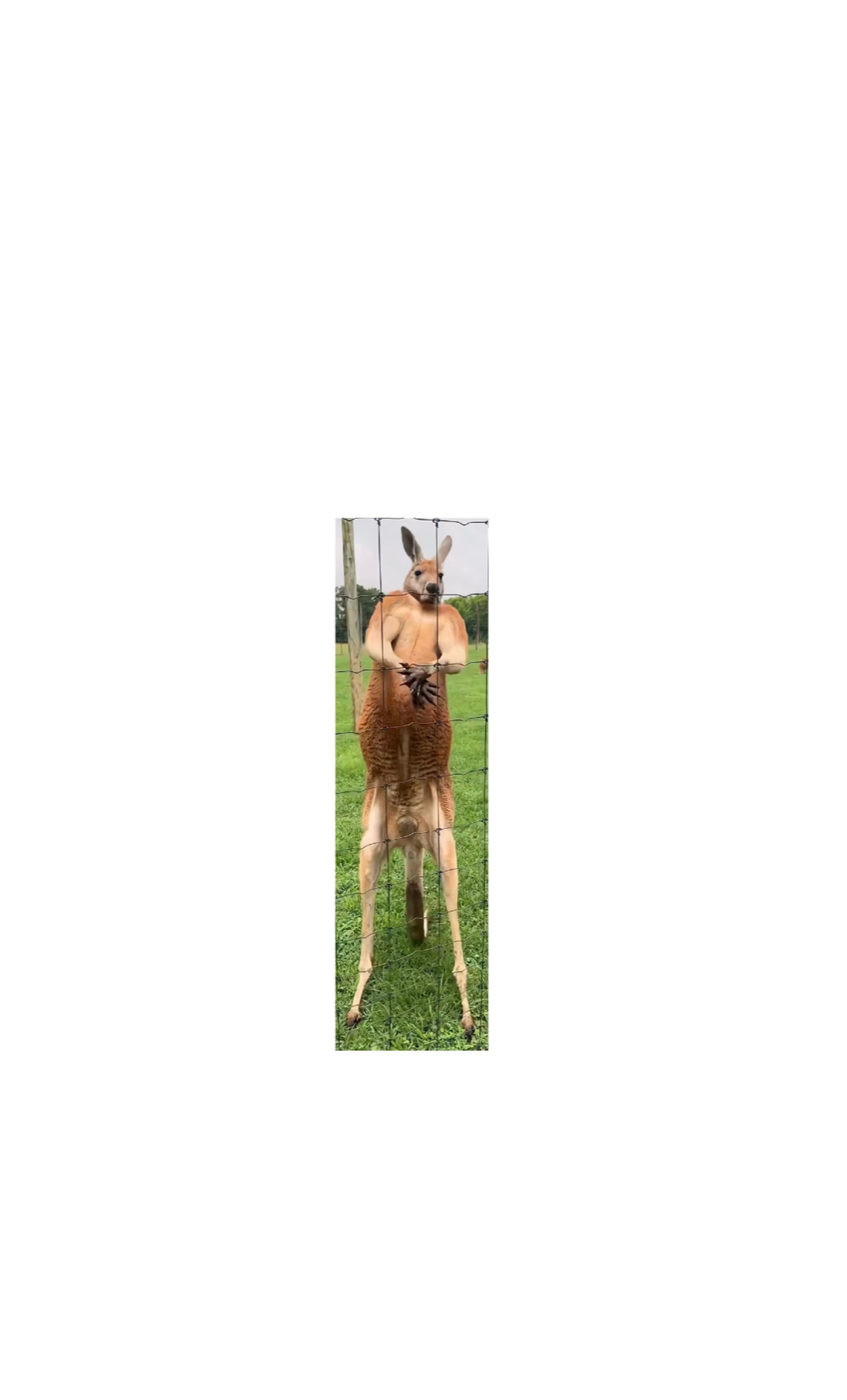 くた