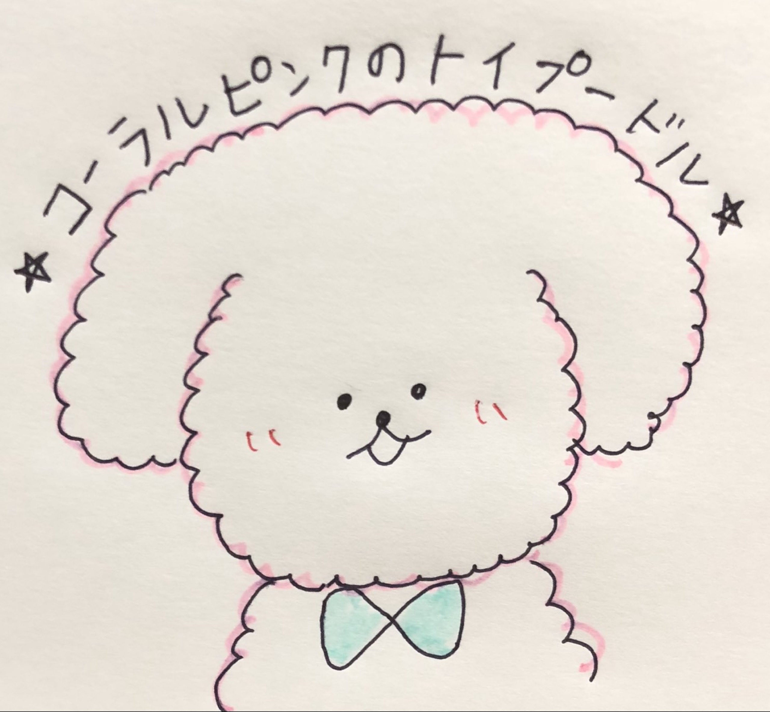 コーラルピンクのトイプードル