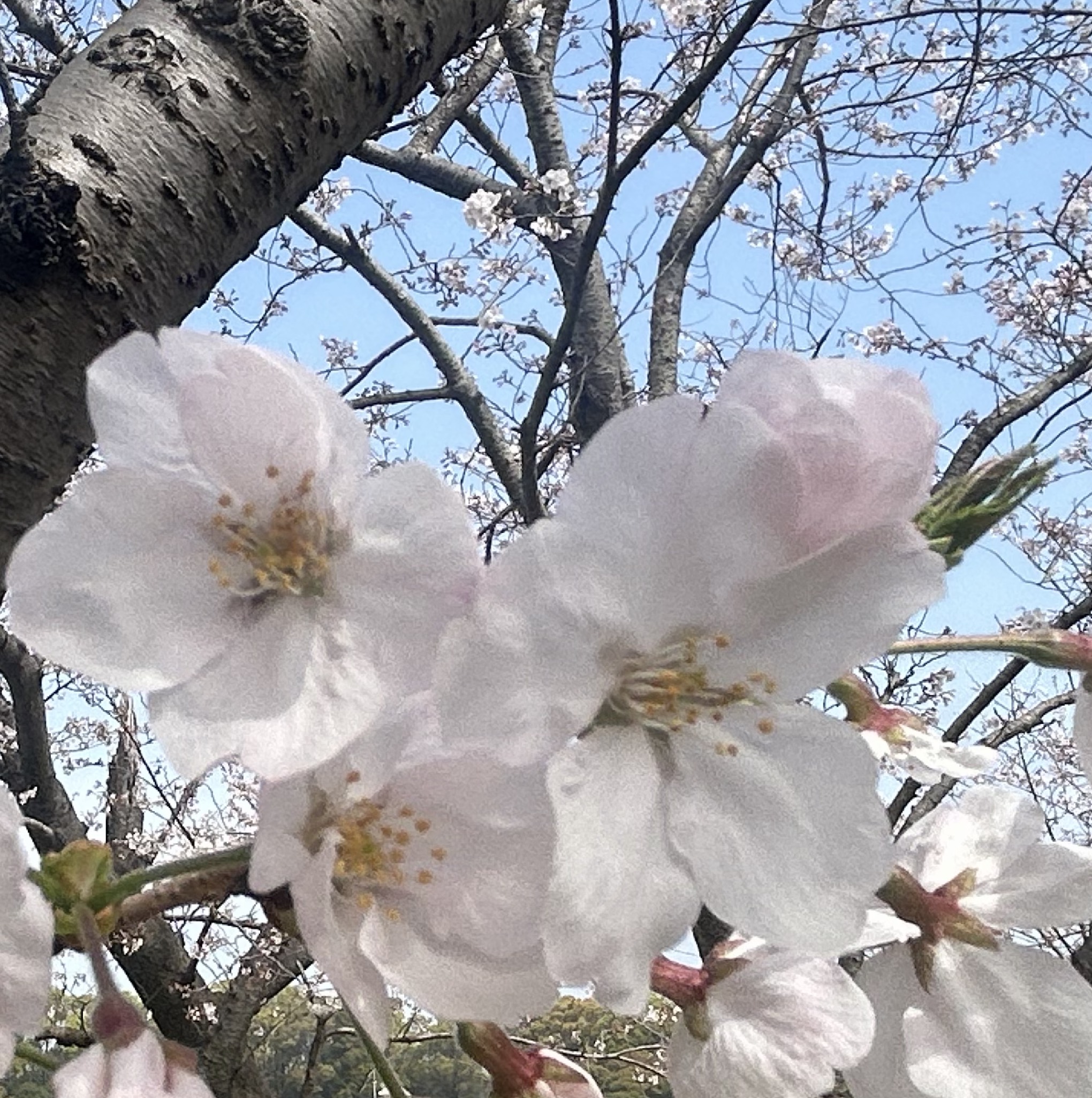 亜桜ふわり