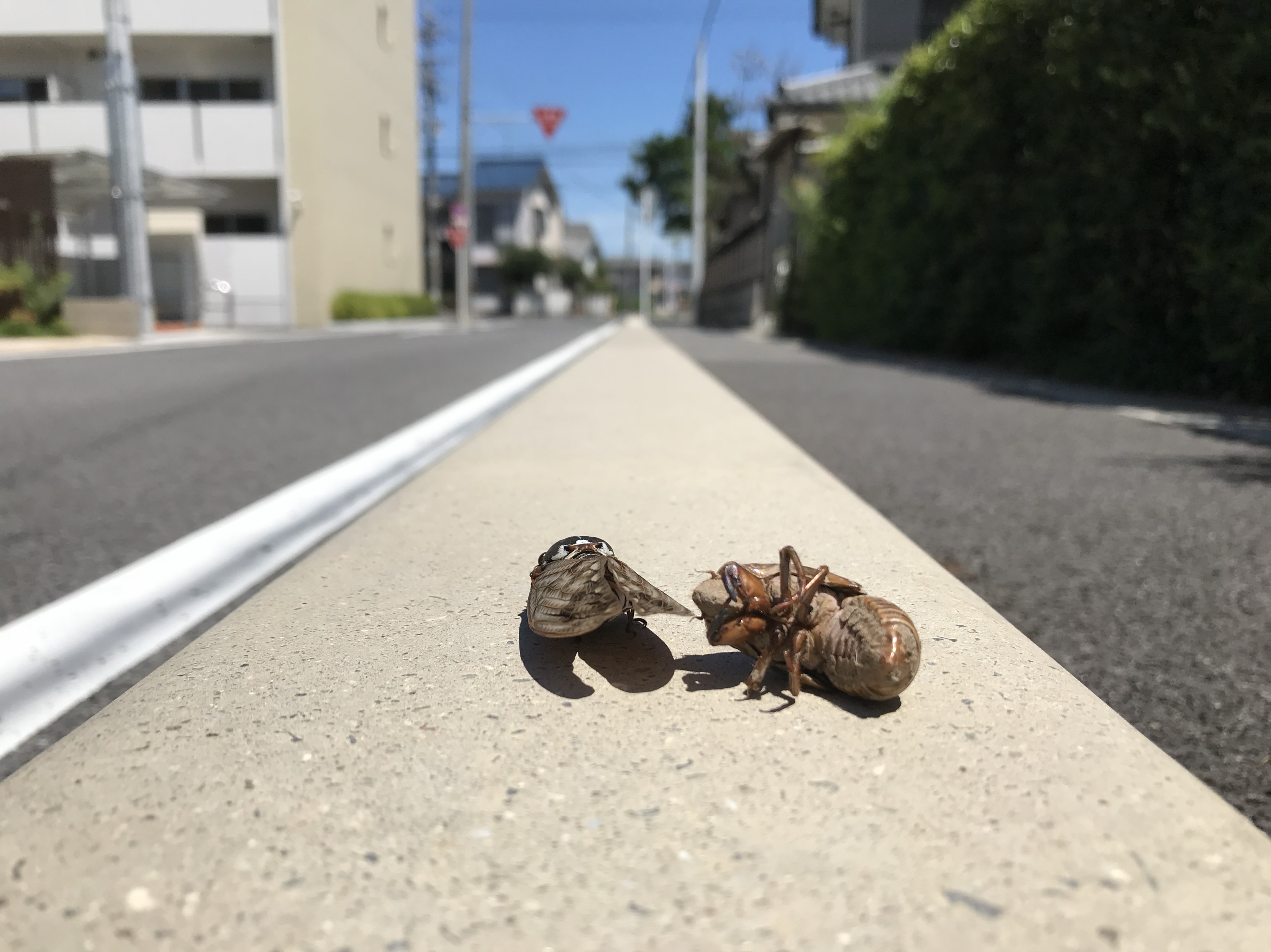 広報加藤