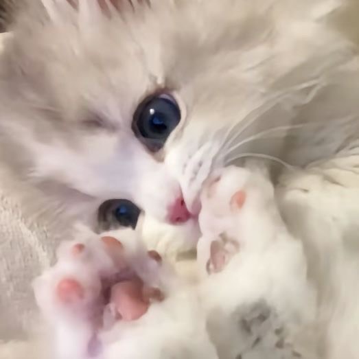 ウラ❁⃘* ྀ